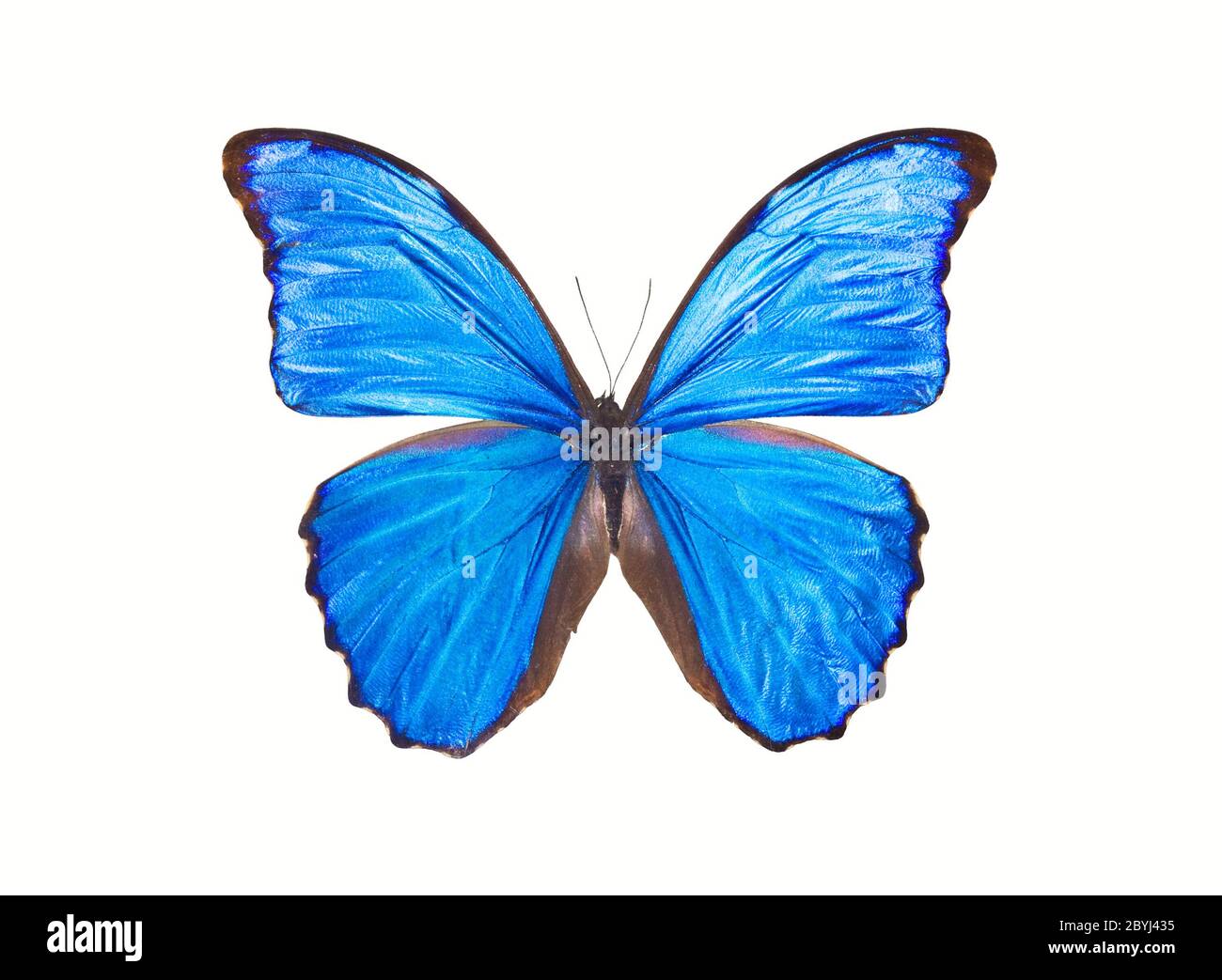 Schmetterling Morpho Didius Stockfoto
