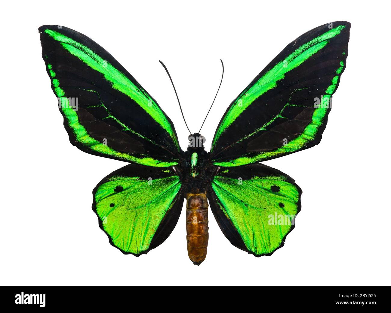 Schmetterling Ornithoptera priamus Stockfoto
