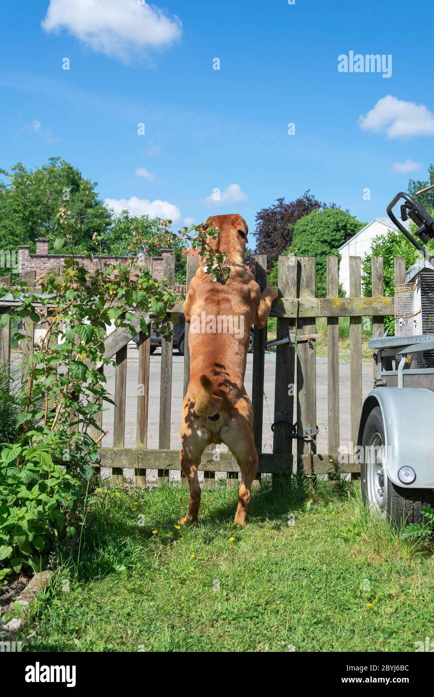 Der französische Mastiff steht aufrecht auf seinen Hinterbeinen auf einem Zaun, um das Gelände zu bewachen Stockfoto