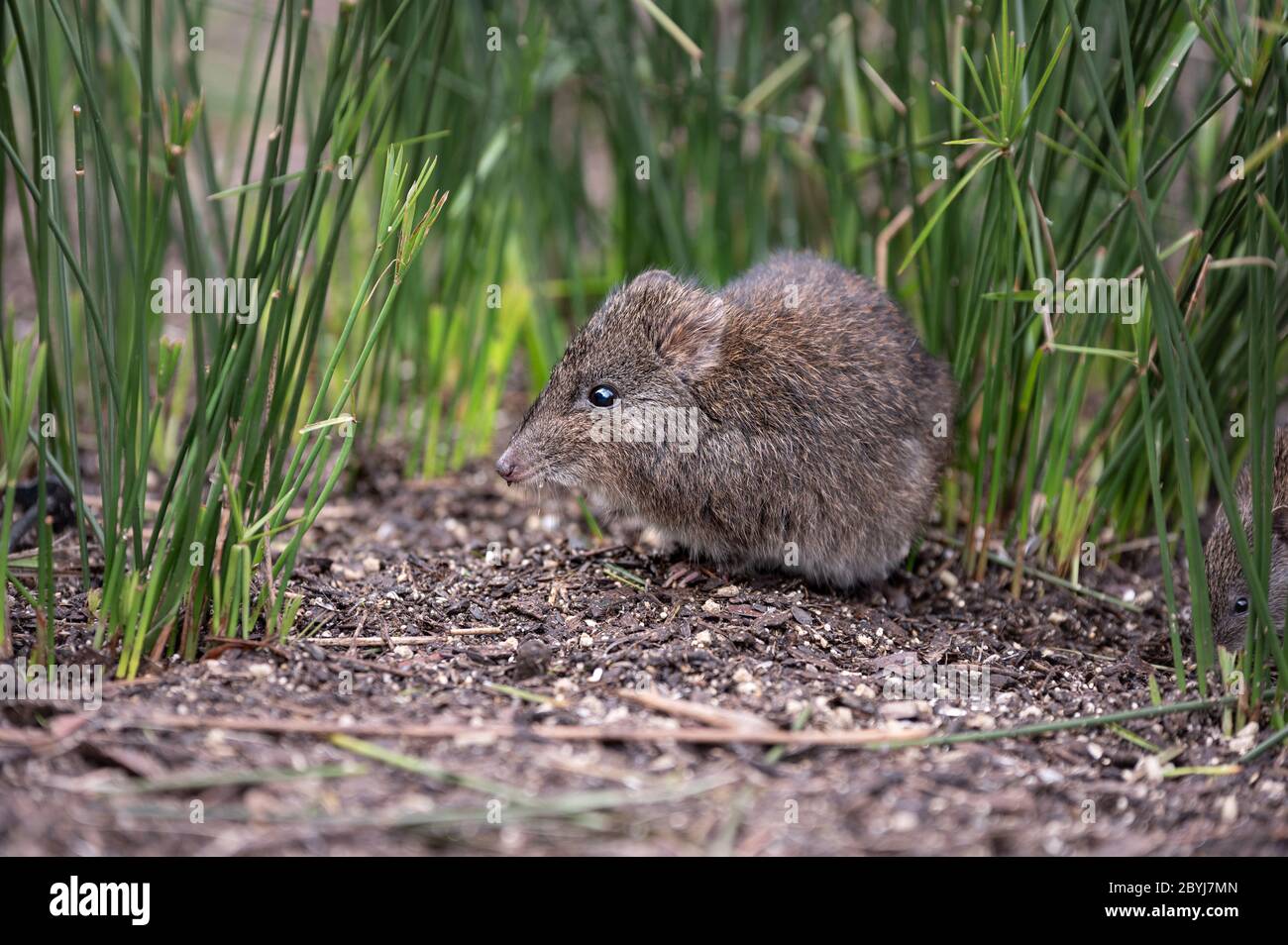 Nahaufnahme Seitenprofil von langnasigen Potoroo Stockfoto