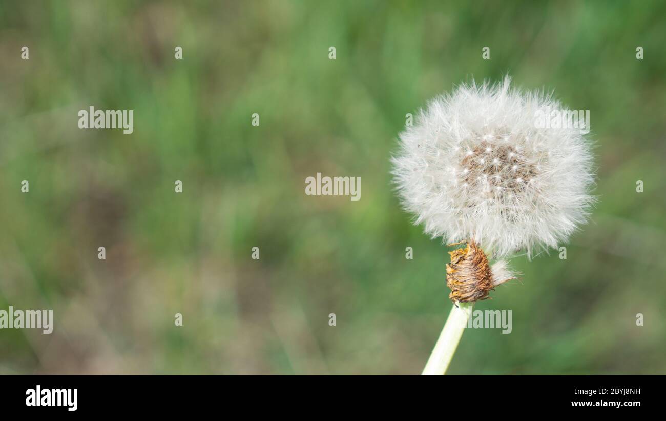 Löwenzahn bläst Kopf. Flauschiger Löwenzahn. Makro-Taraxacum-Saatkopf. Ein Kopf aus Löwenzahn auf grünem Hintergrund Stockfoto