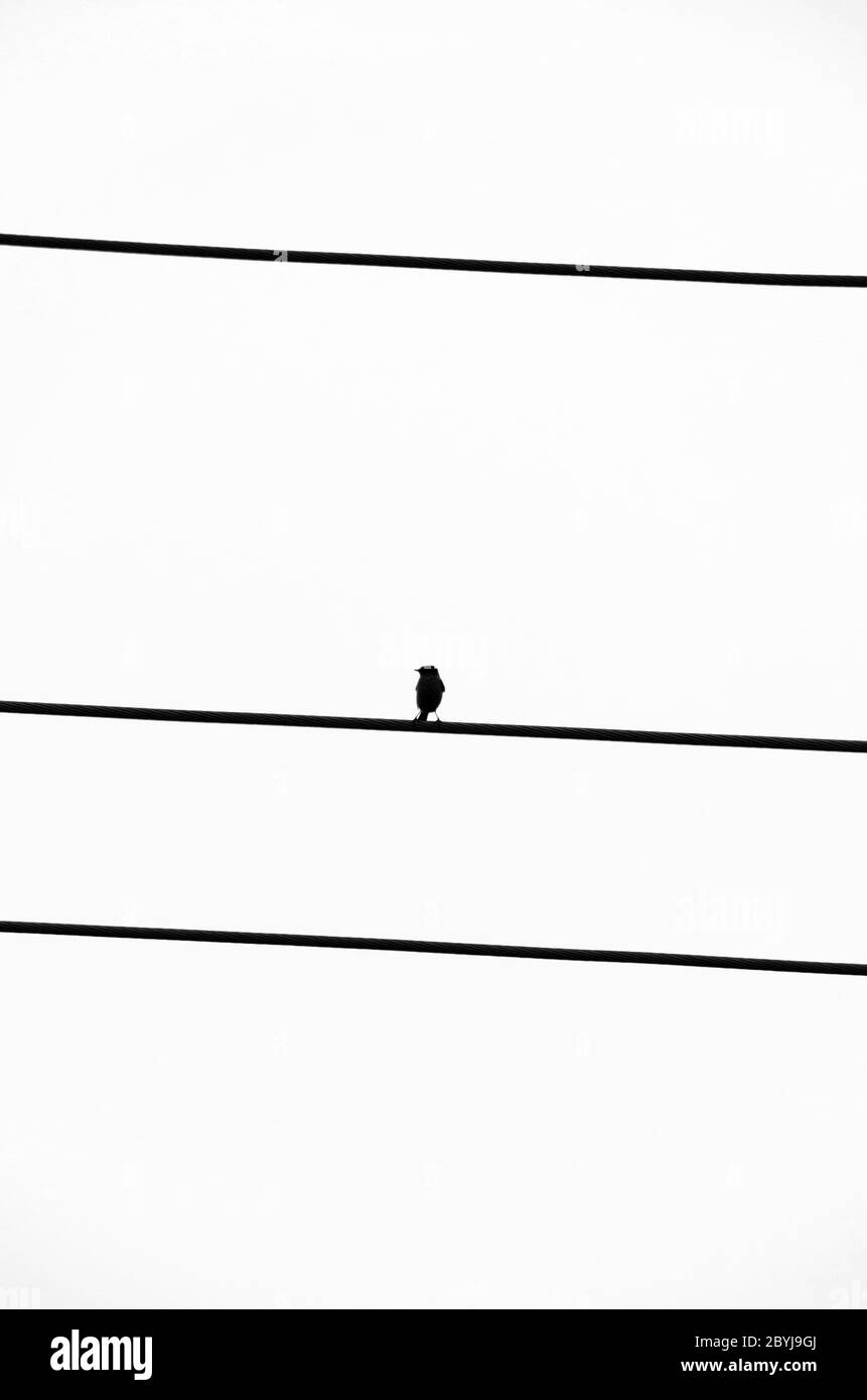 Silhouette eines kleinen Vogels ähnlich einem Spatz auf schwarzen Drähten auf weißem Hintergrund Stockfoto