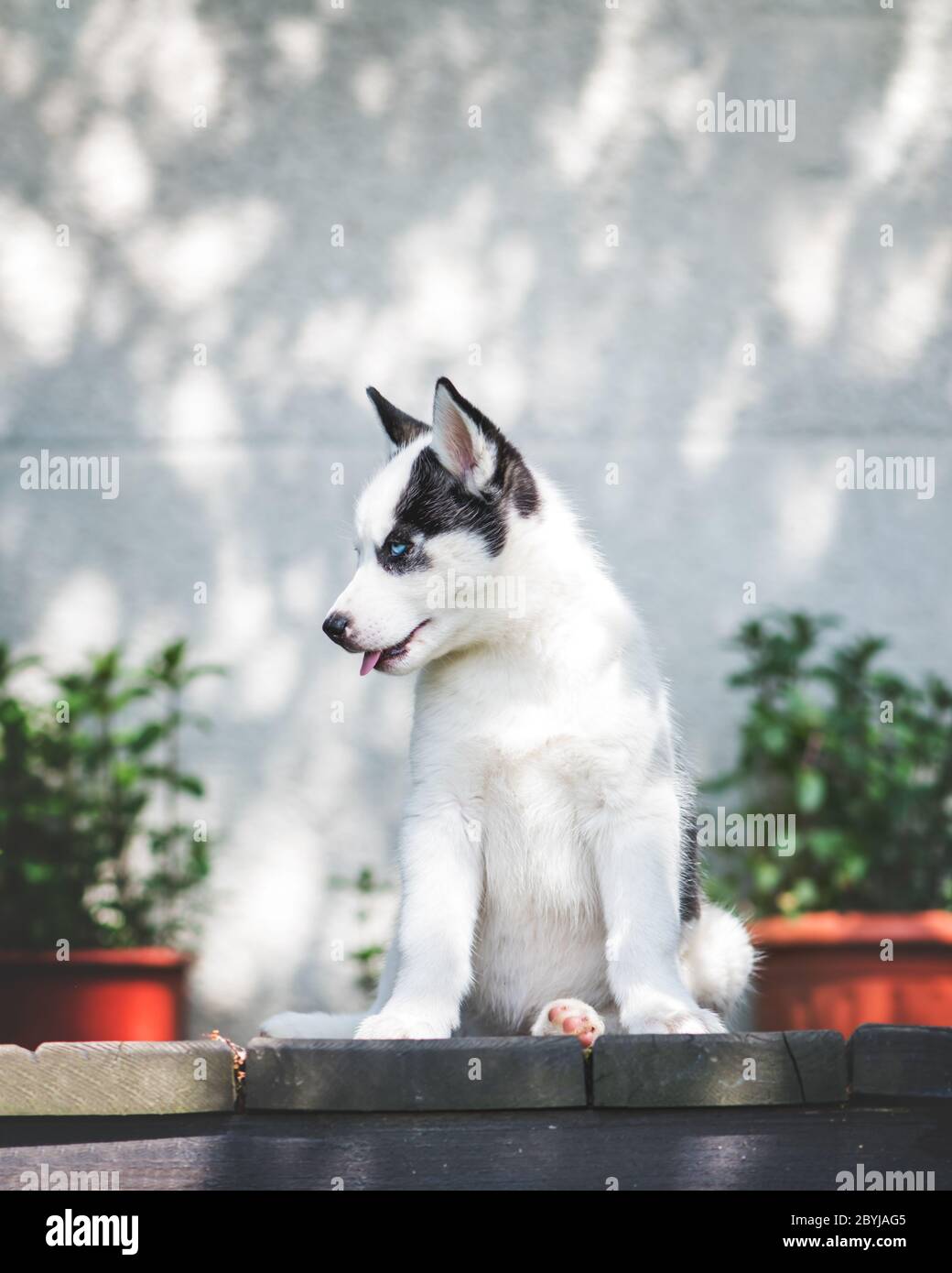 Ein kleiner weißer Hund Welpe brütet sibirischen Husky mit schönen blauen Augen auf Holzterrasse. Hunde und Haustiere Fotografie Stockfoto