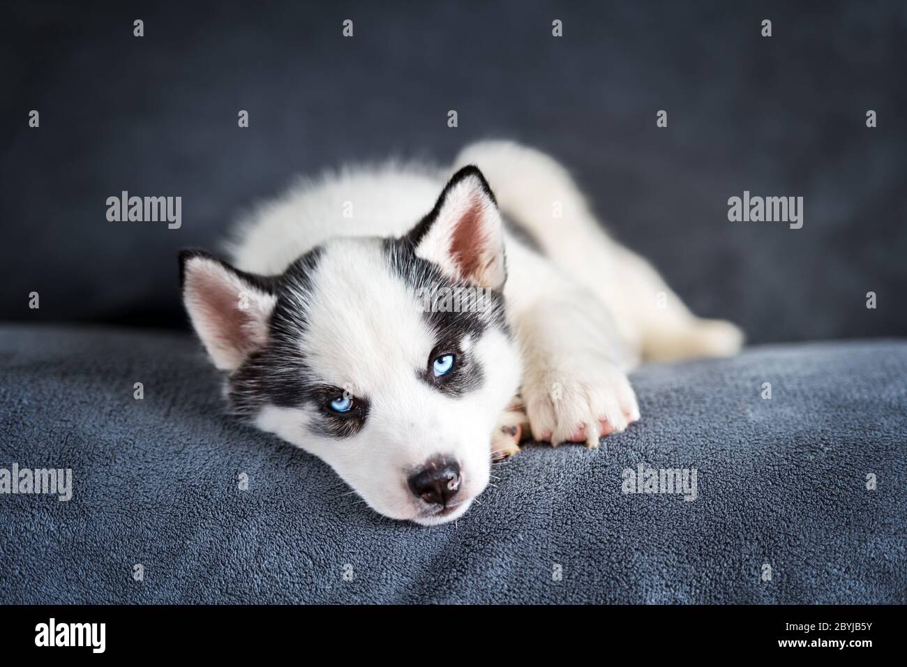 Ein kleiner weißer Hund Welpe Rasse sibirischen Husky mit schönen blauen Augen schlafen auf grauem Teppich. Hunde und Tierfotografie Stockfoto