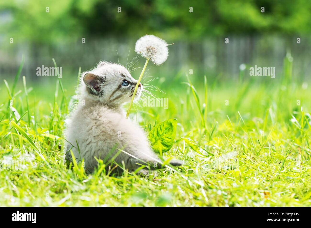 Kleine Kätzchen Katze mit blauen Ayes im grünen Gras mit Löwenzahn Blume auf Garten Nahaufnahme. Tierfotos Stockfoto