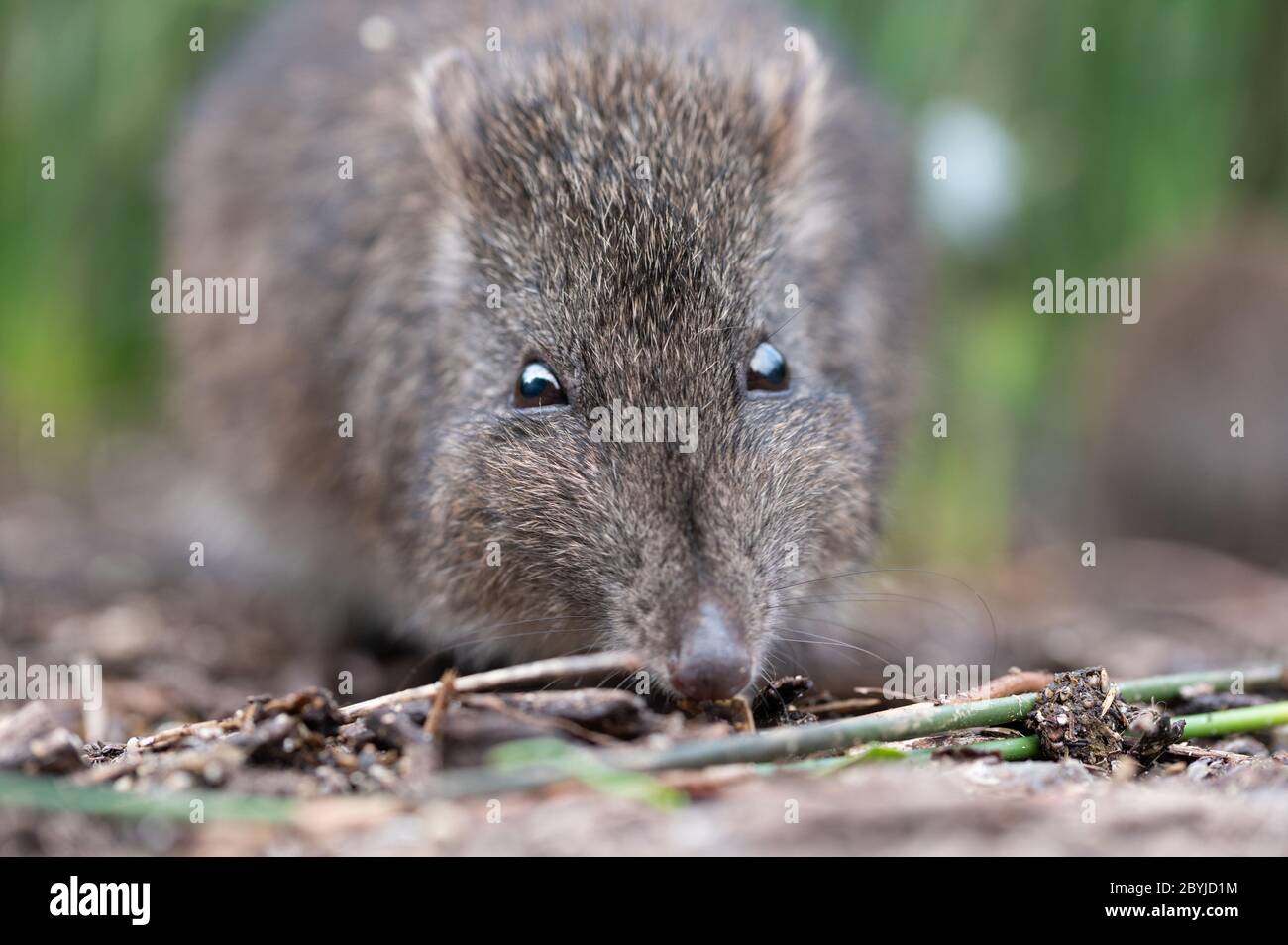 Nahaufnahme von Long-Noced Potoroo auf der Suche nach Nahrung Stockfoto