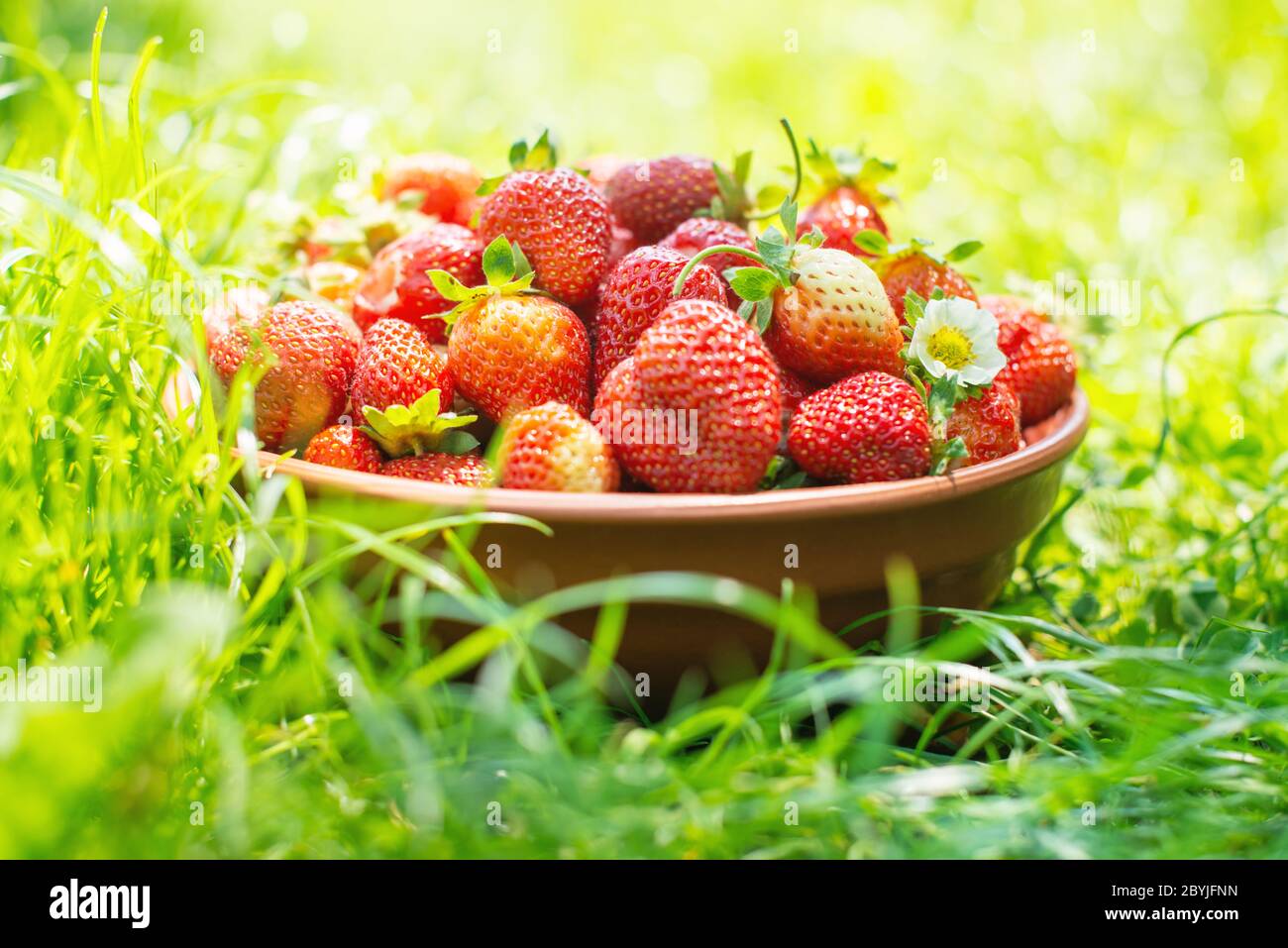 Natürliche Bio-Erdbeere aus eigenem Garten in Keramikschale. Sommertag auf dem Bauernhof. Landwirtschaftskonzept Stockfoto