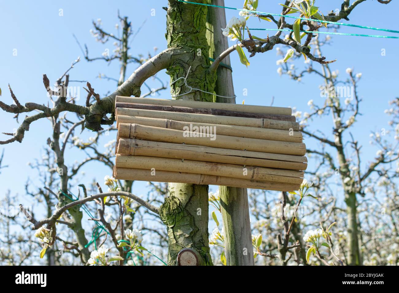 Insektenhotel aus Bambusstäben, die an einem Apfelbaum in einem Obstgarten mit einem schönen blauen Himmel im Hintergrund hängen Stockfoto