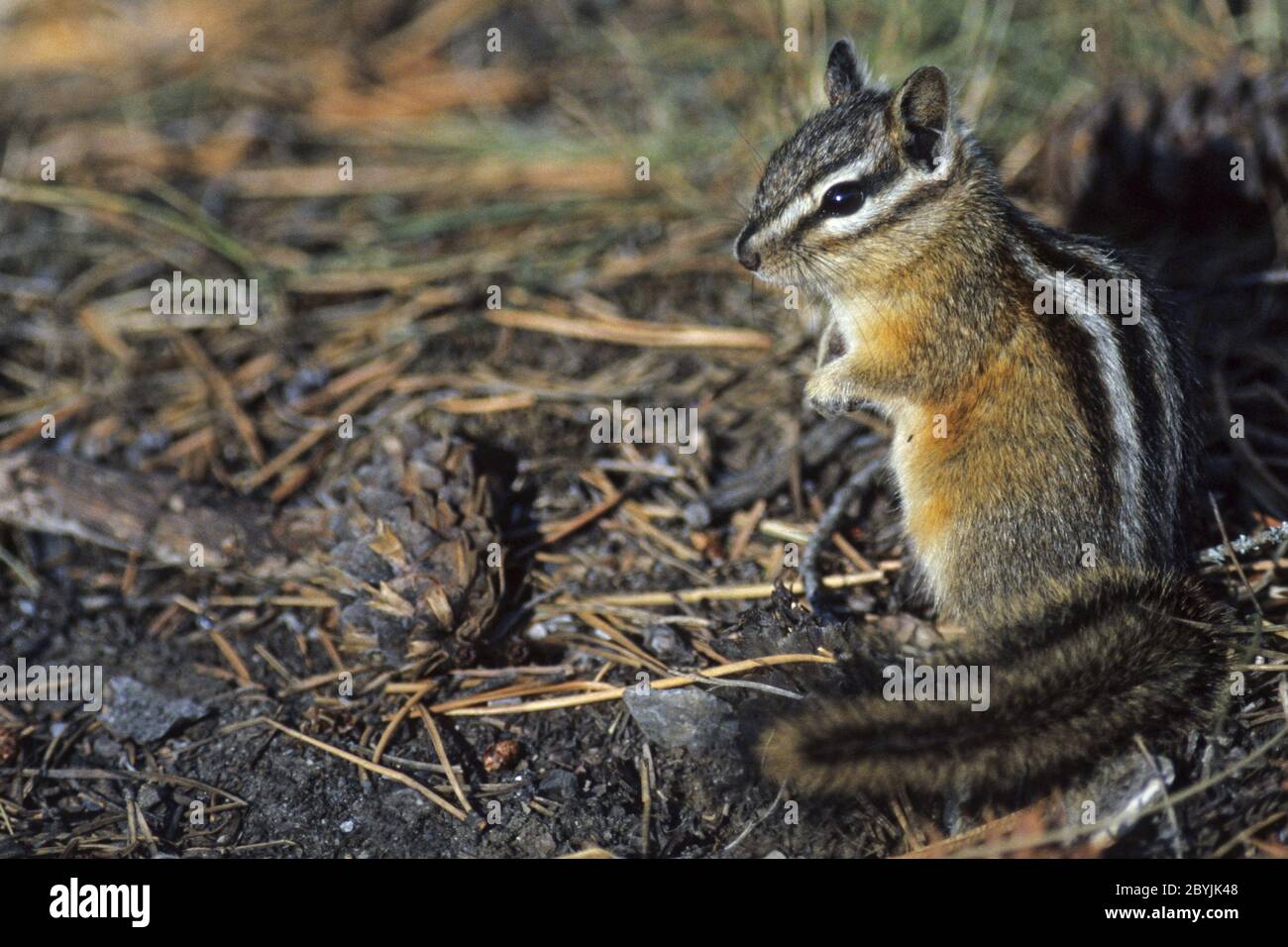 Am wenigsten Chipmunk im Herbst Stockfoto