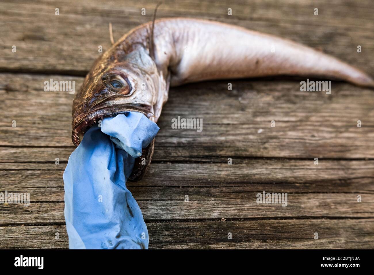 Ocean Cod Fisch tot essen Kunststoff Entsorgung medizinische Handschuh Müll, Tier Ökosystem Verschmutzung nach covid Krankheit Stockfoto
