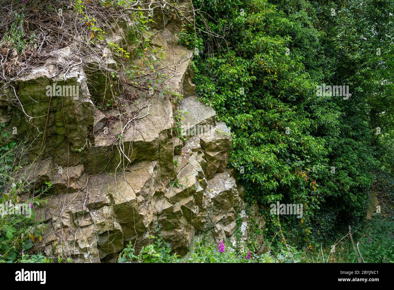 Überwucherten Felswand in einem stillgelegten Steinbruch in Großbritannien. Stockfoto