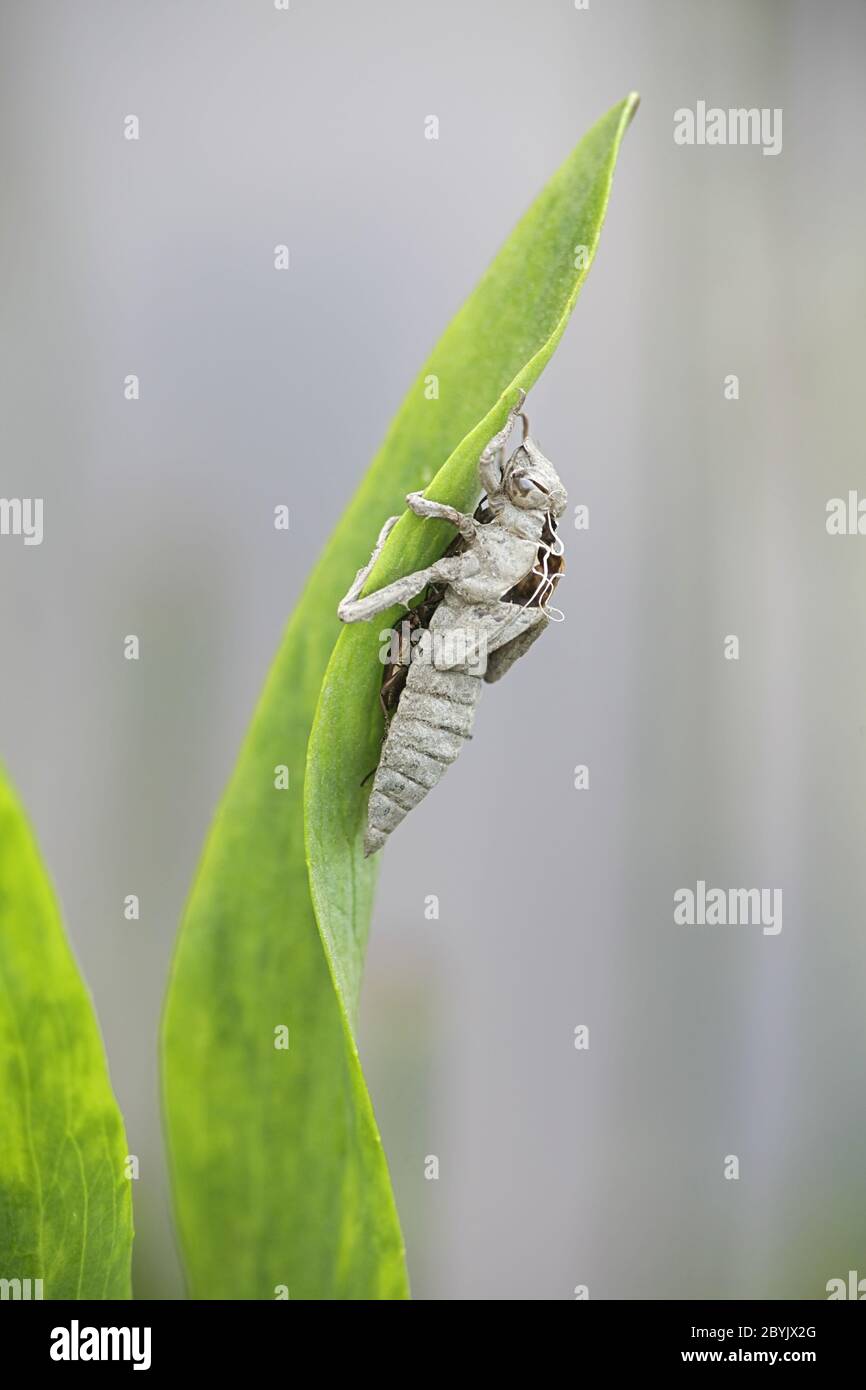 Libellula quadrimaculata, Libellula quadrimaculata, eine Libellenfliege, die aus der Larvenhaut des vierfleckigen Chasers besteht Stockfoto