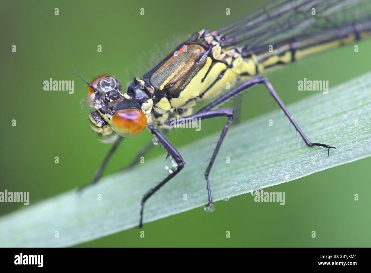 Erythromma najas, bekannt als die Rotaugen-Damselfliege Stockfoto