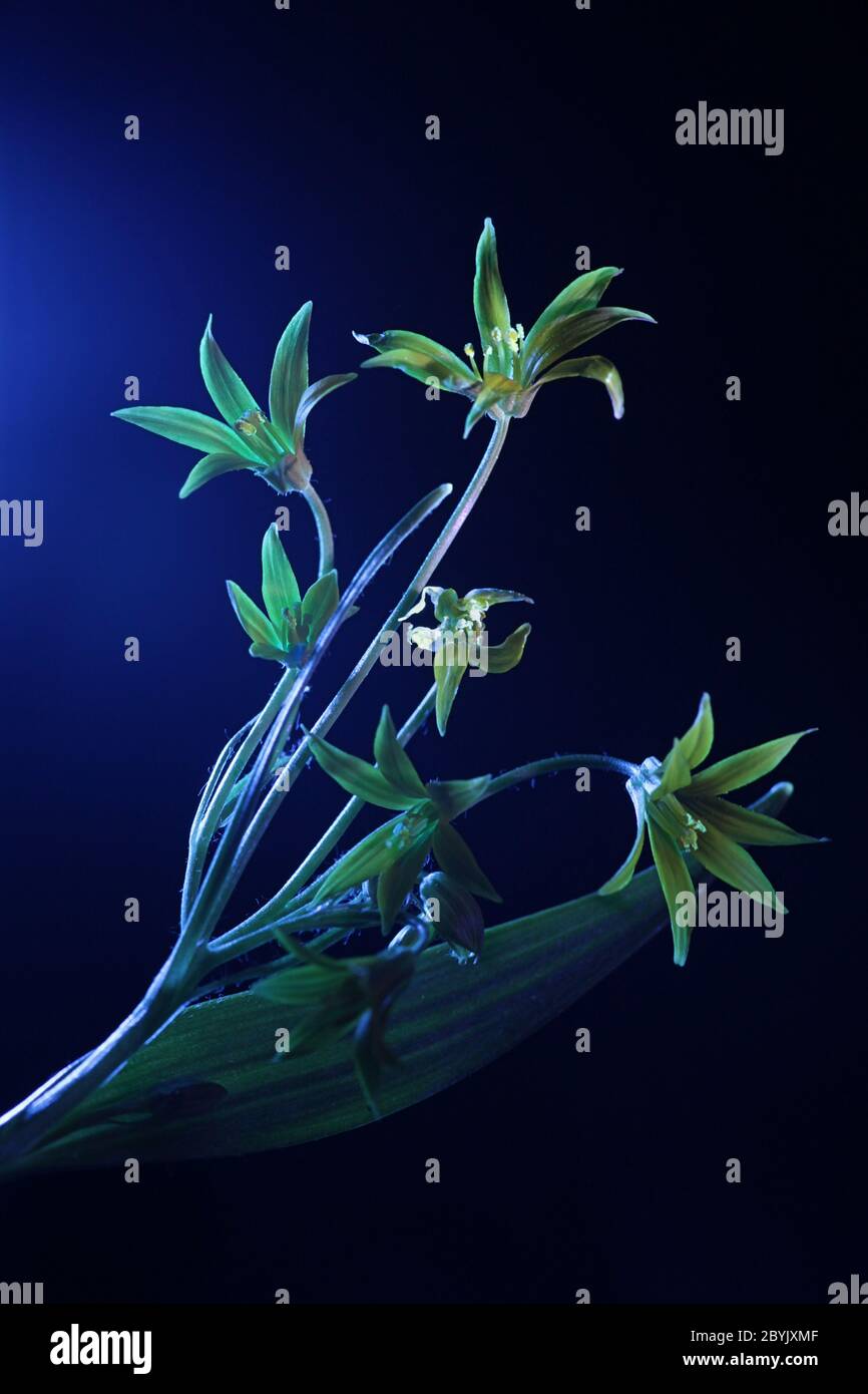 Least Gagea, Gagea minima, fotografiert im ultravioletten Licht (365 nm) Stockfoto