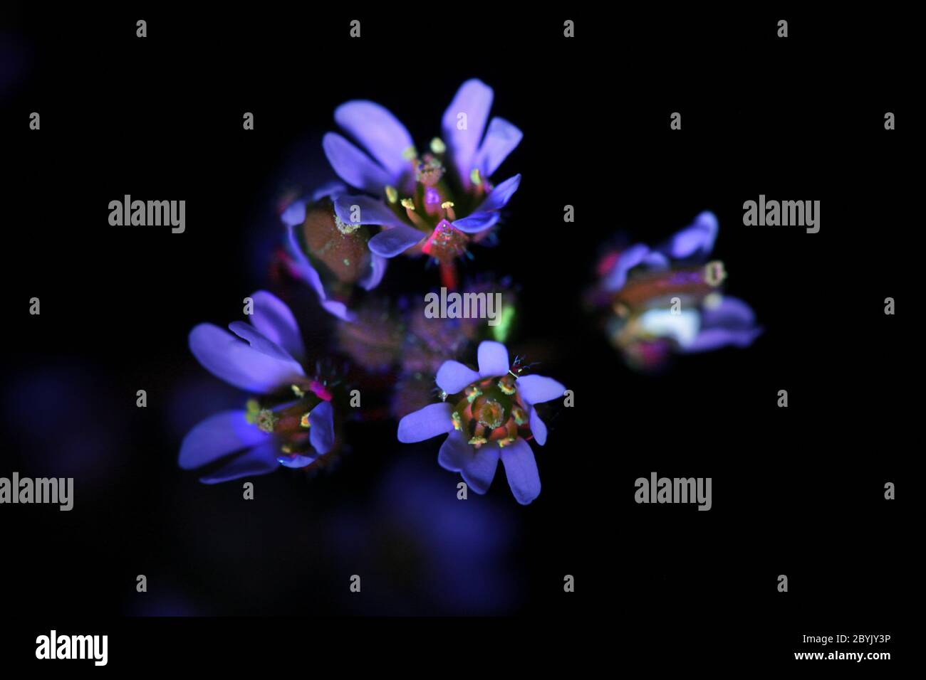 Draba verna (syn. Erophila verna) die Frühlingsdraba, Schattenblume, Nagelkraut, gewöhnliches Weißgras oder Weißgras, fotografiert im ultravioletten Licht (365 Stockfoto