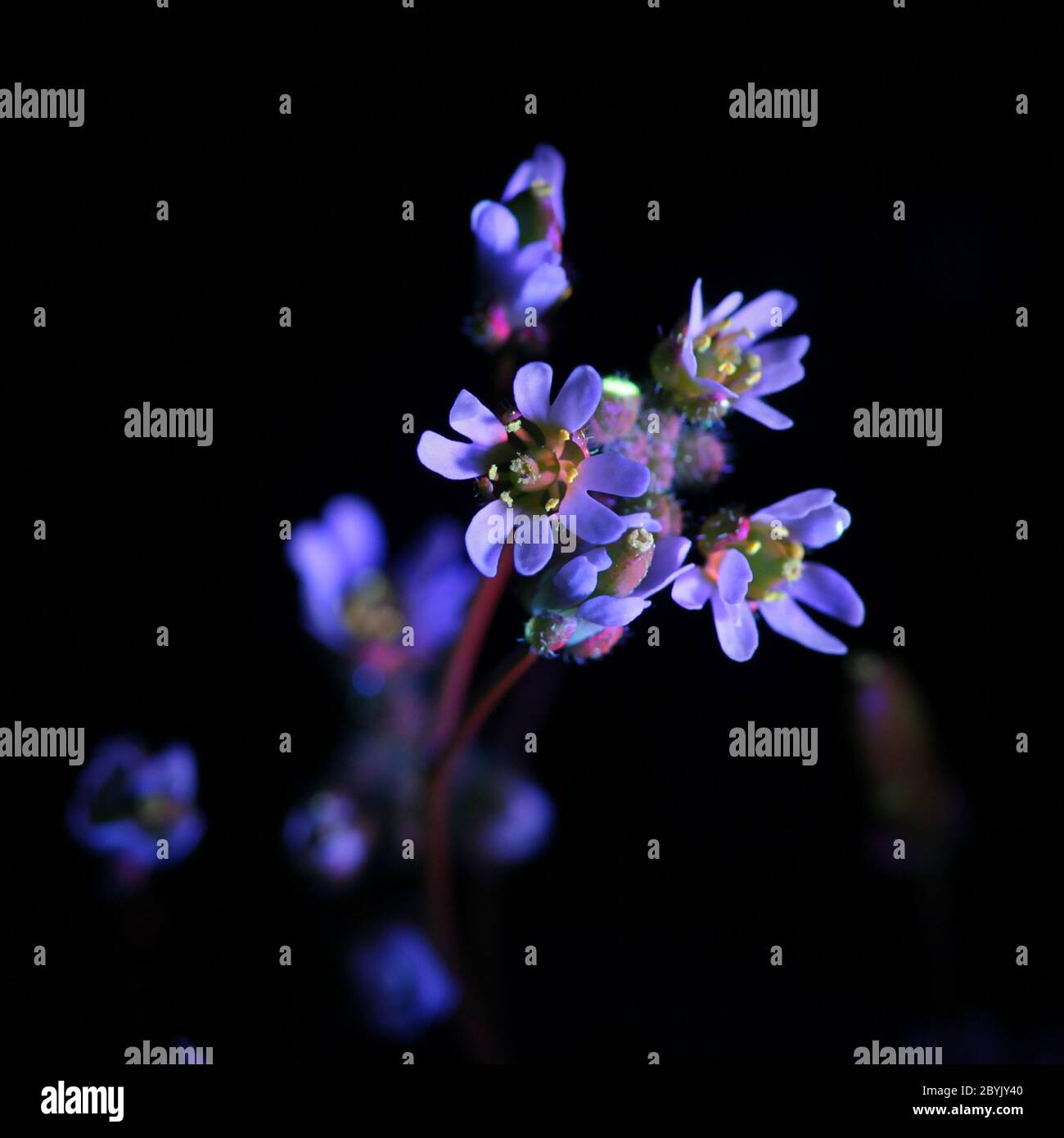 Draba verna (syn. Erophila verna) die Frühlingsdraba, Schattenblume, Nagelkraut, gewöhnliches Weißgras oder Weißgras, fotografiert im ultravioletten Licht (365 Stockfoto