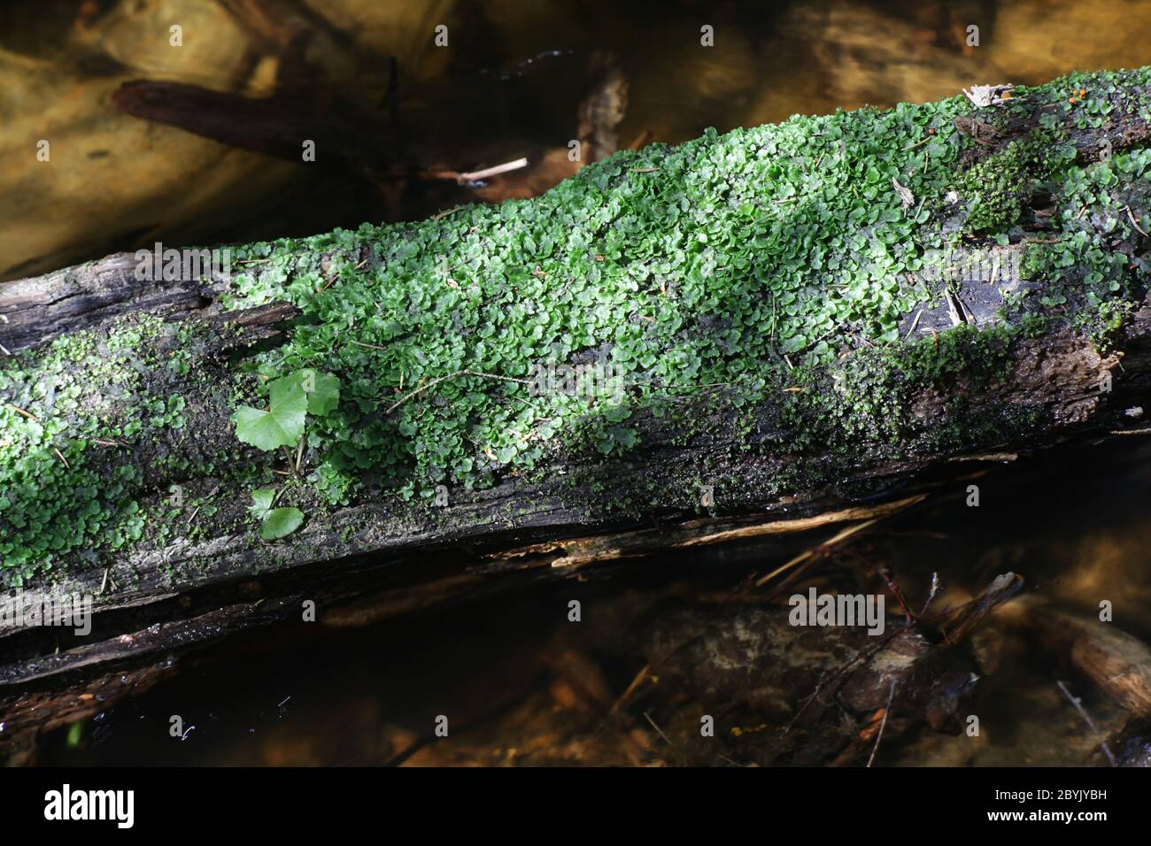 Pellia epiphylla, auch als Blattpellien oder gewöhnliche Pellien bekannt, ist eine Art von Thallose-Leberwurz, die in Finnland an einem Waldbach wächst Stockfoto