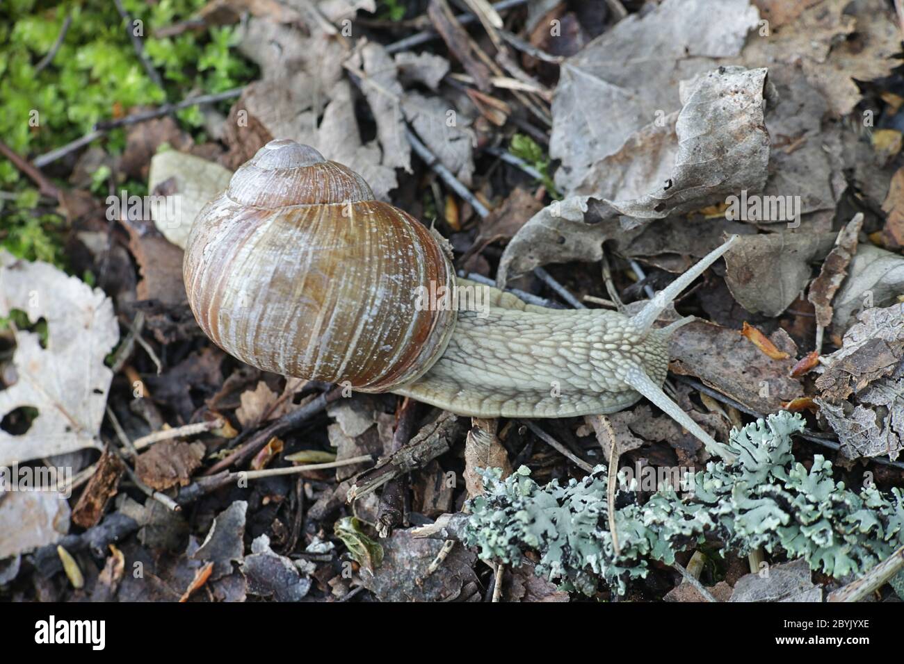 Helix pomatia, bekannt als Römische Schnecke, Burgunder Schnecke, essbare Schnecke oder Schnecke, wilde Schnecken aus Finnland Stockfoto