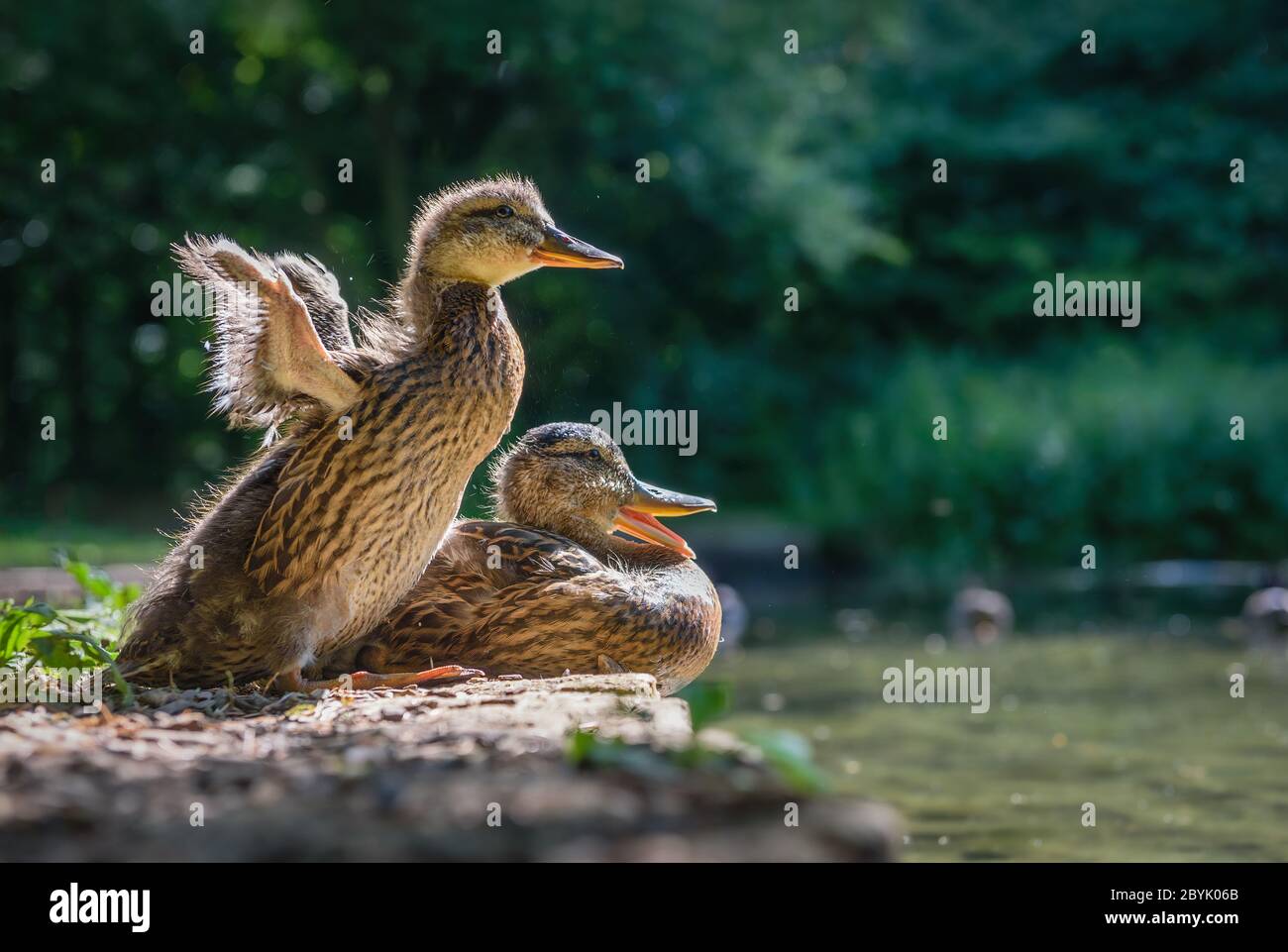 Ein Entenkügelchen streckt seine Flügel mit seiner Mutter Stockfoto