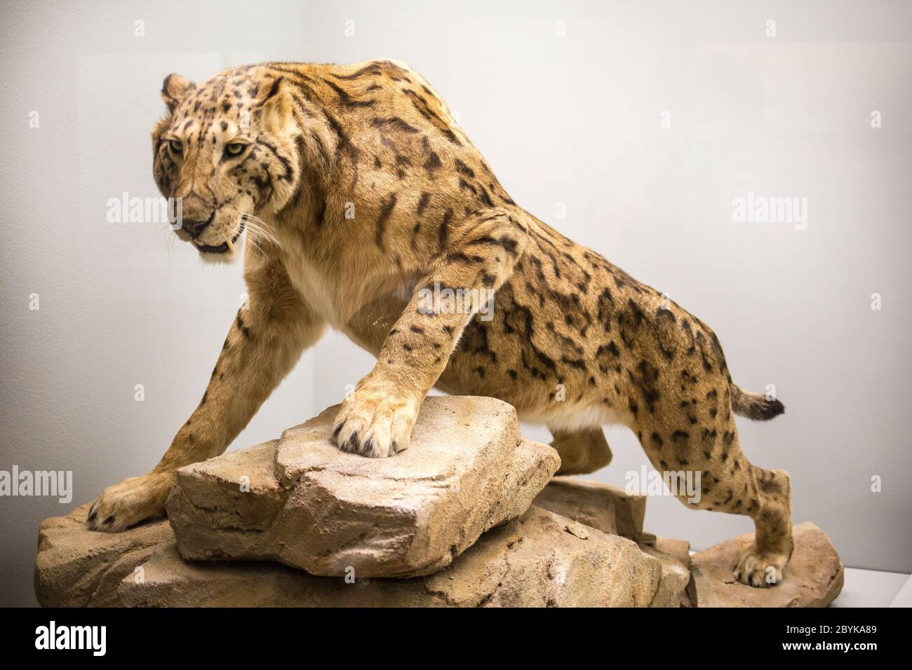 Naturhistorisches Museum Basel, Schweiz, Naturhistorisches Museum Basel Stockfoto