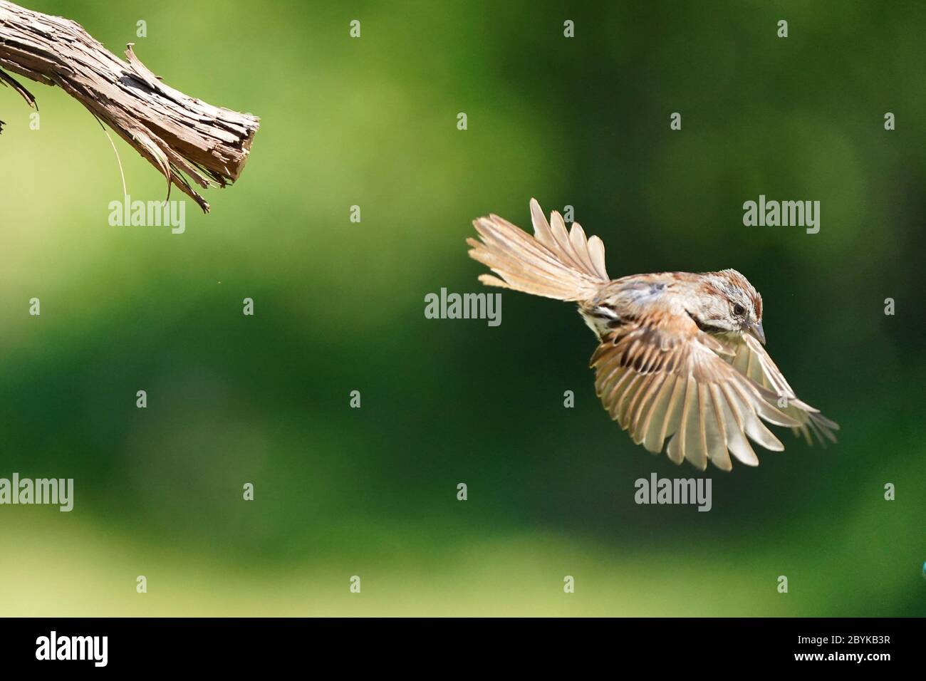 Singsparrow Barschen oder Landung Stockfoto