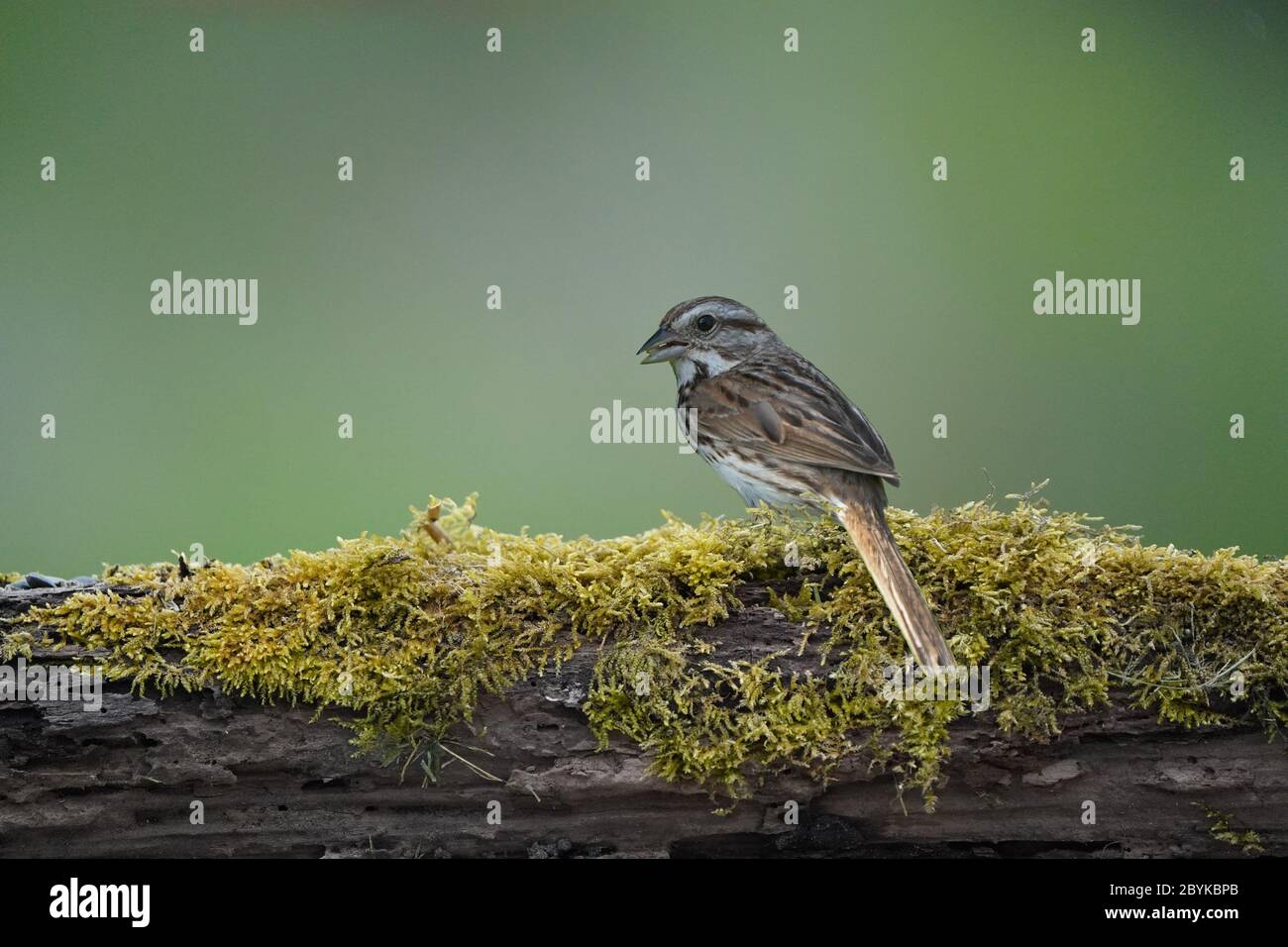 Singsparrow Barschen oder Landung Stockfoto