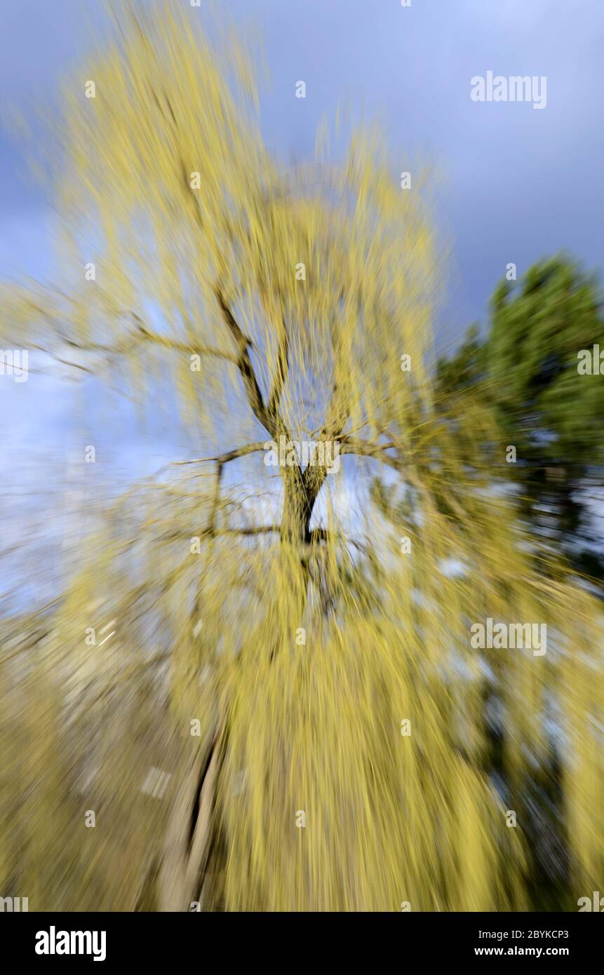 Gelber und grüner Baum vor dem Hintergrund von da Stockfoto