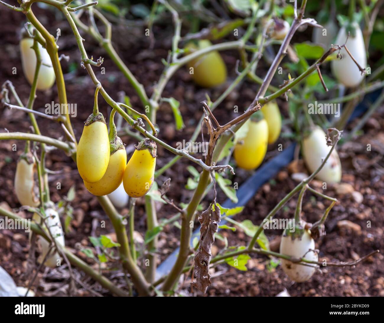 Gelbe Auberginen auf einem Busch in Malta Stockfoto