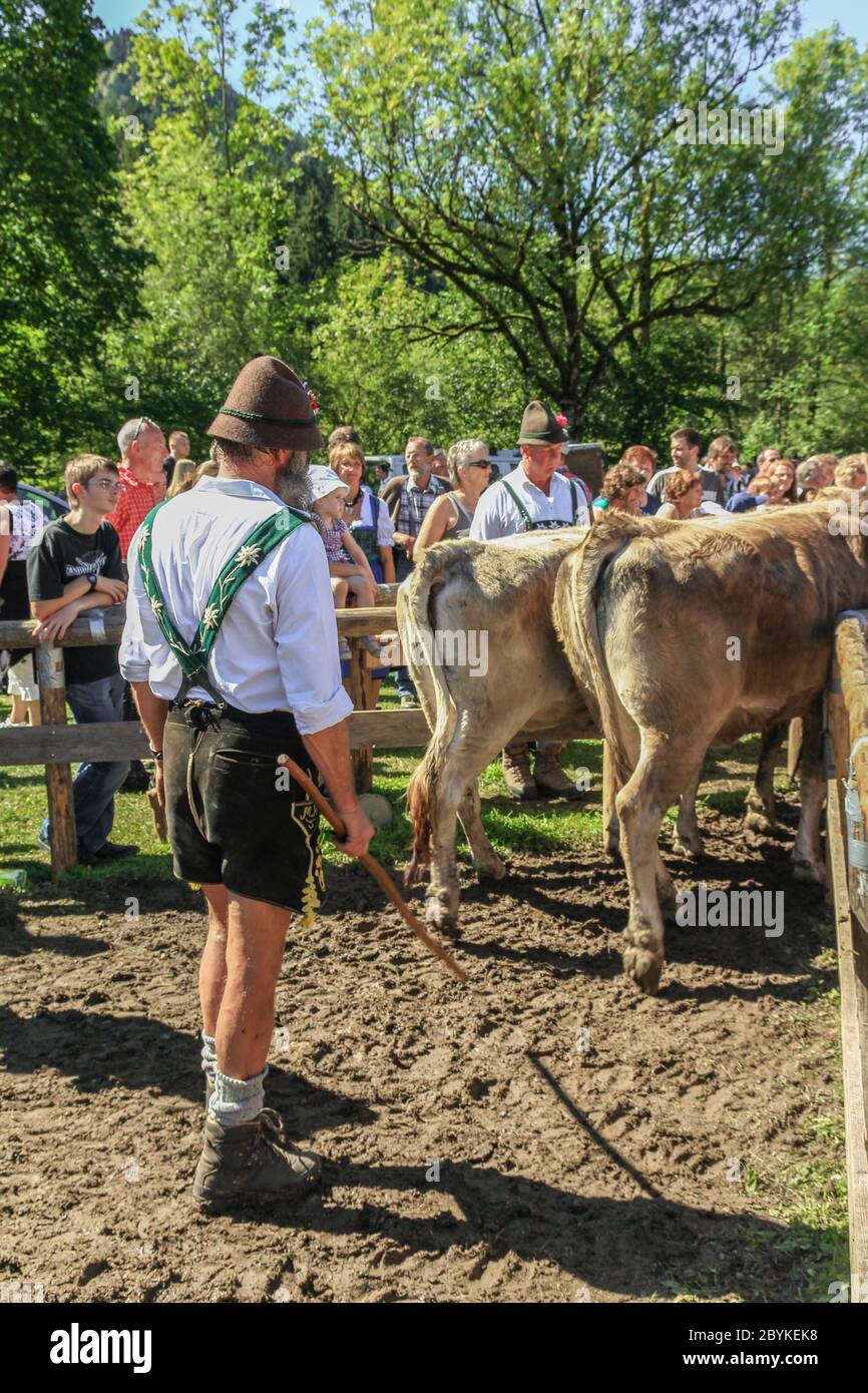 BAD HINDELANG, BAYERN, DEUTSCHLAND - SEPTEMBER 10 2011: Geschmückte Rinder- und Bergbauern beim traditionellen Almabtrieb, Viehscheid in Allgäu Stockfoto