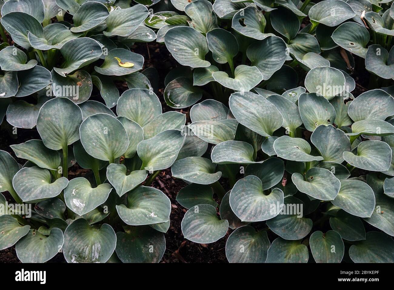 Hosta Blue Mouse Ears Hostas Stockfoto