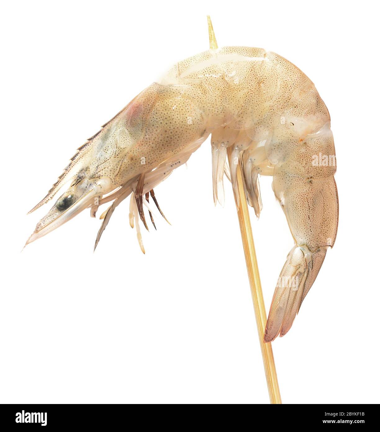 rohe Garnelen Stockfoto