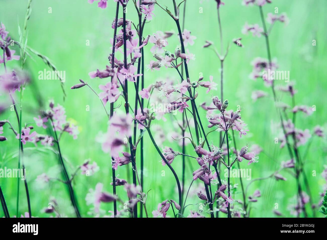 Blumenfeld, wilde Blume auf der Wiese im Sommer. Bunte Frühling mit blauen Himmel im Hintergrund. Vintage-Style und weiche Fokussierung. Stockfoto