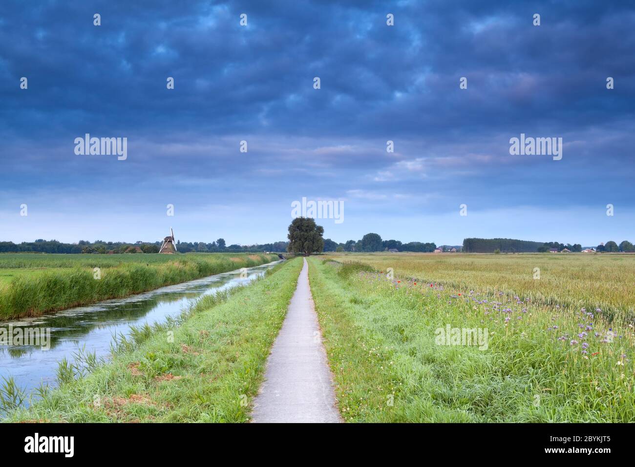 Blühendes Feld, Fluss und holländische Windmühle in Summe Stockfoto