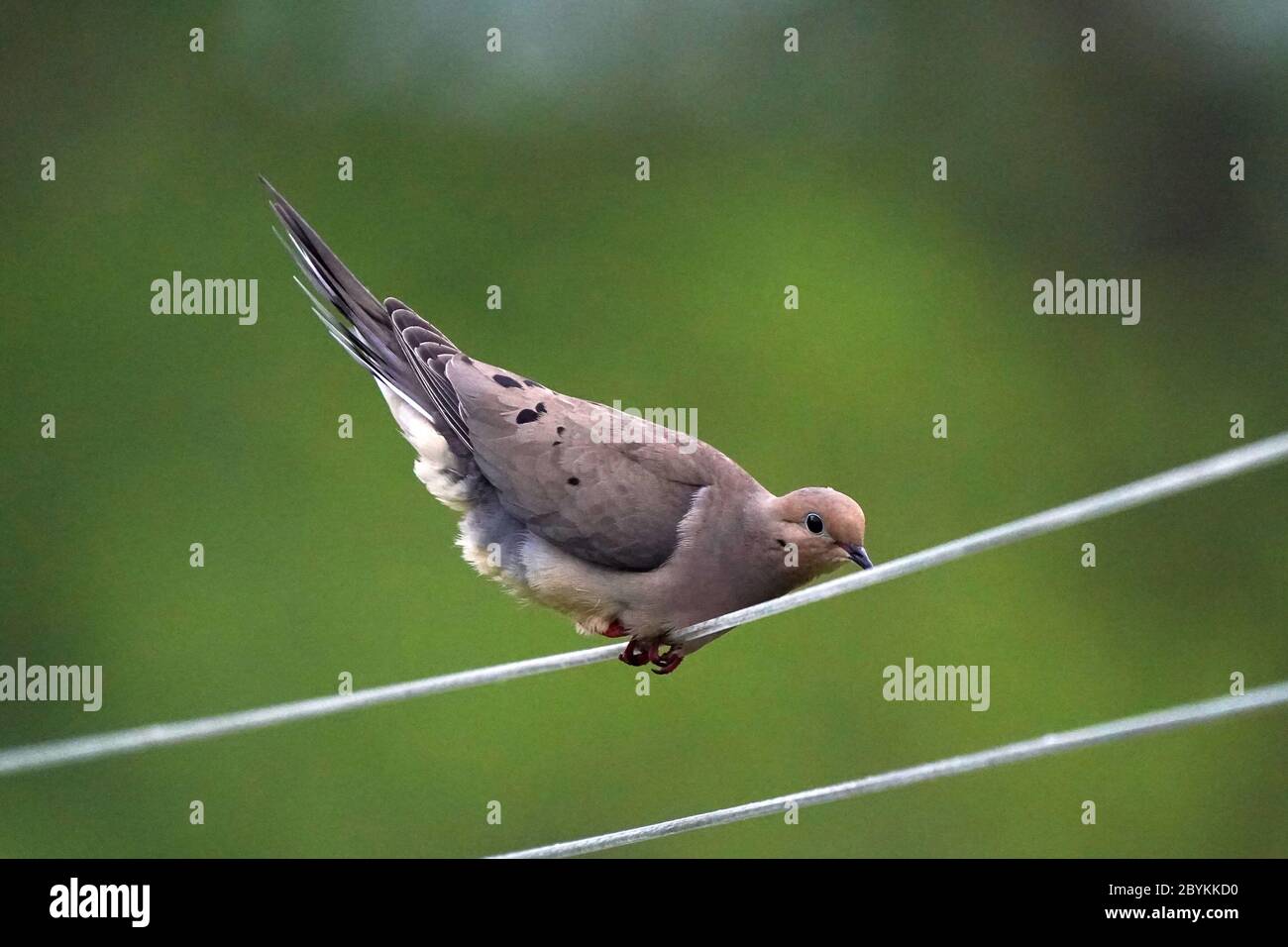 Trauertauben, die ausbalancieren und Küken füttern Stockfoto