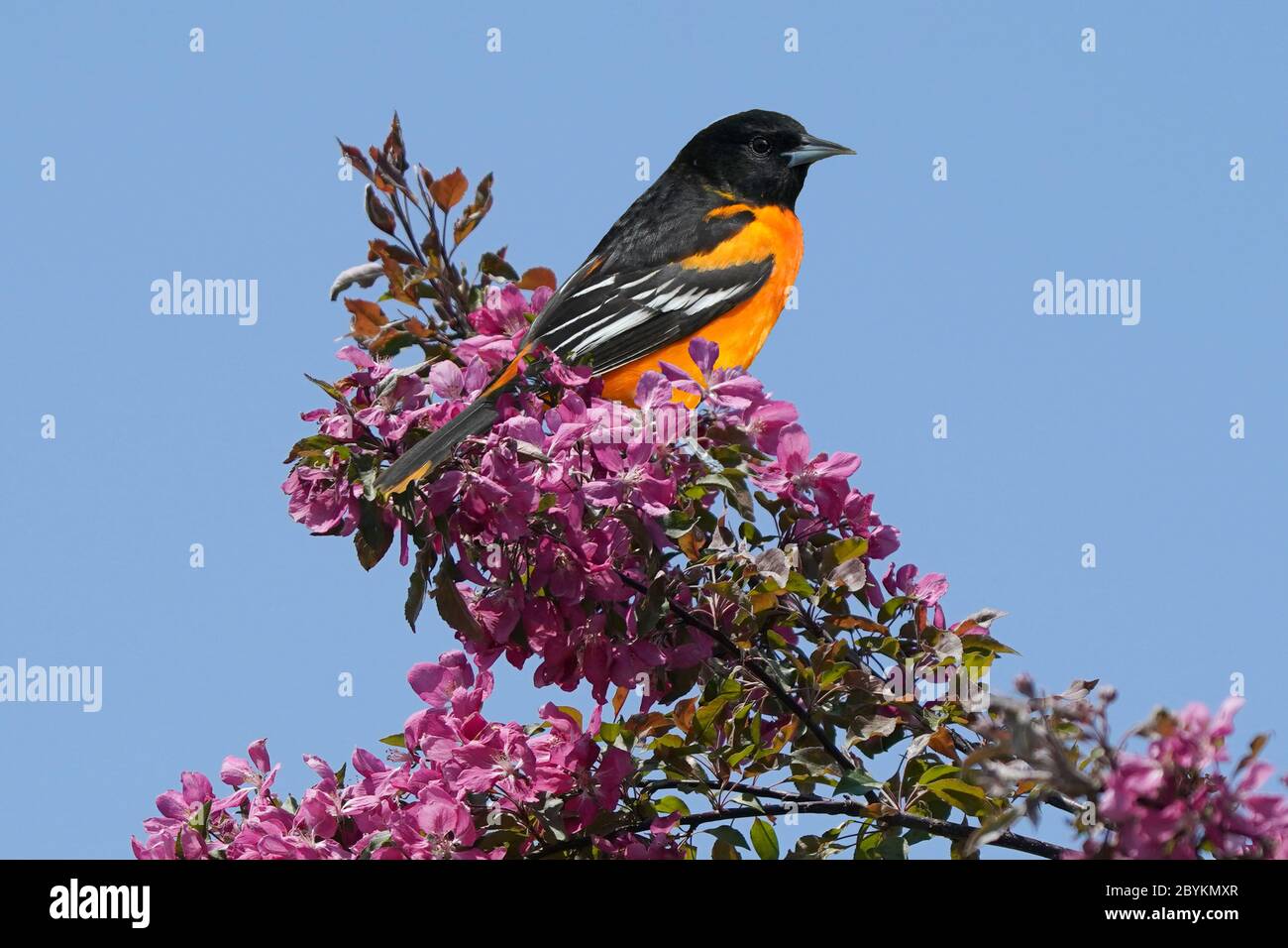Baltimore Oriole Männchen in blühenden Büschen thront Stockfoto