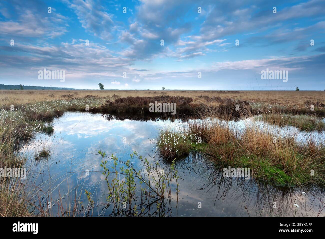 Blauer Himmel spiegelt sich im Sumpfwasser Stockfoto