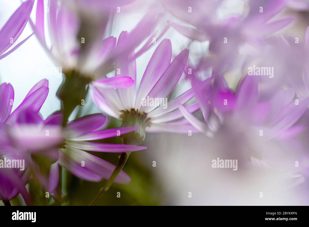 Weiße, violette und rosa Blütenblätter einer blühenden senetti pericallis Pflanze. Balham, London, England, Großbritannien Stockfoto