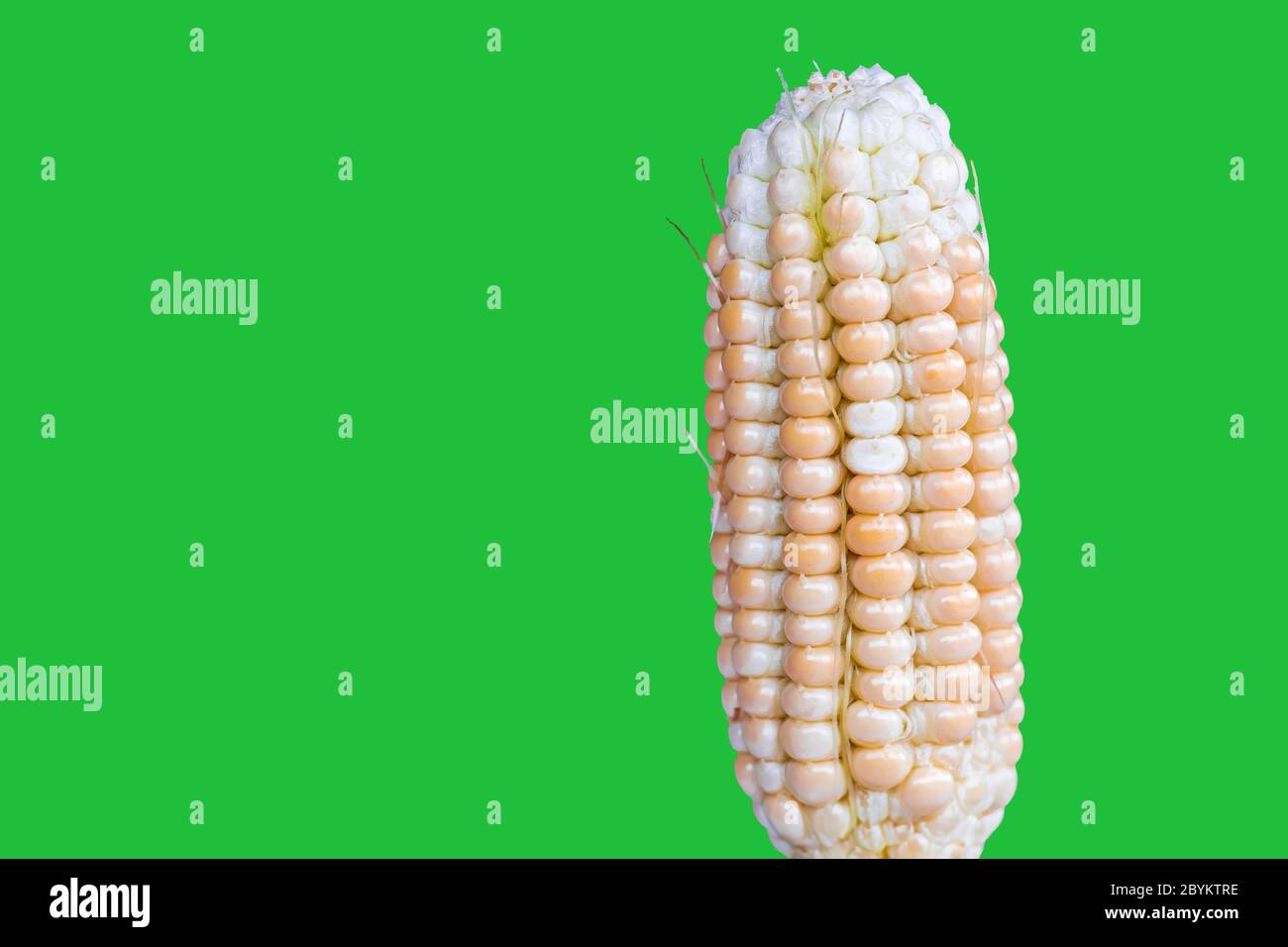 Frische Ernte und geschälte Mais isoliert auf einem grünen Bildschirm Stockfoto