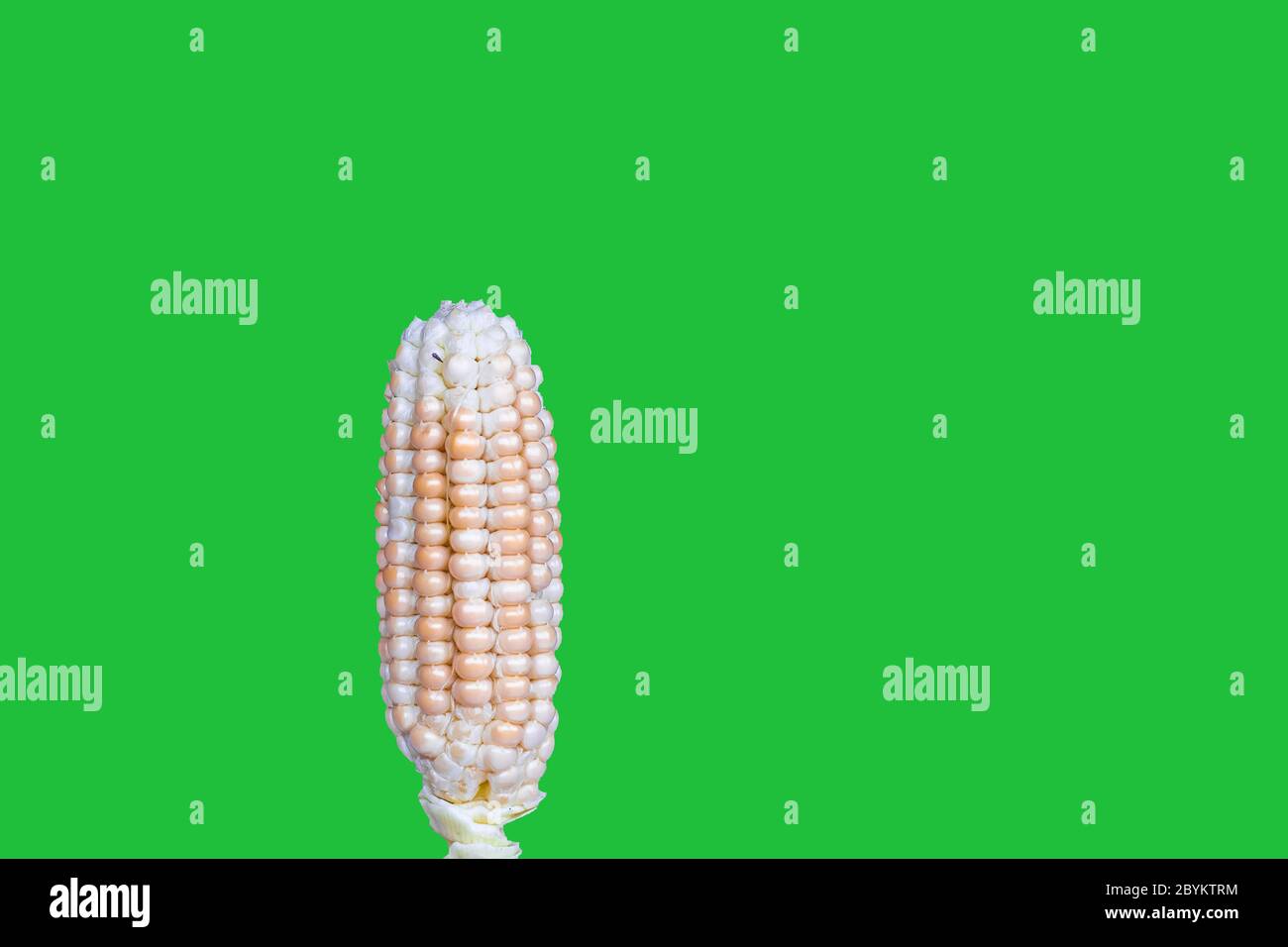 Frische Ernte und geschälte Mais isoliert auf einem grünen Bildschirm Stockfoto