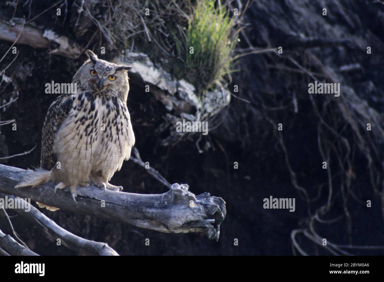 Eurasische Adler-Eule Altvogel suchen Warnung Stockfoto