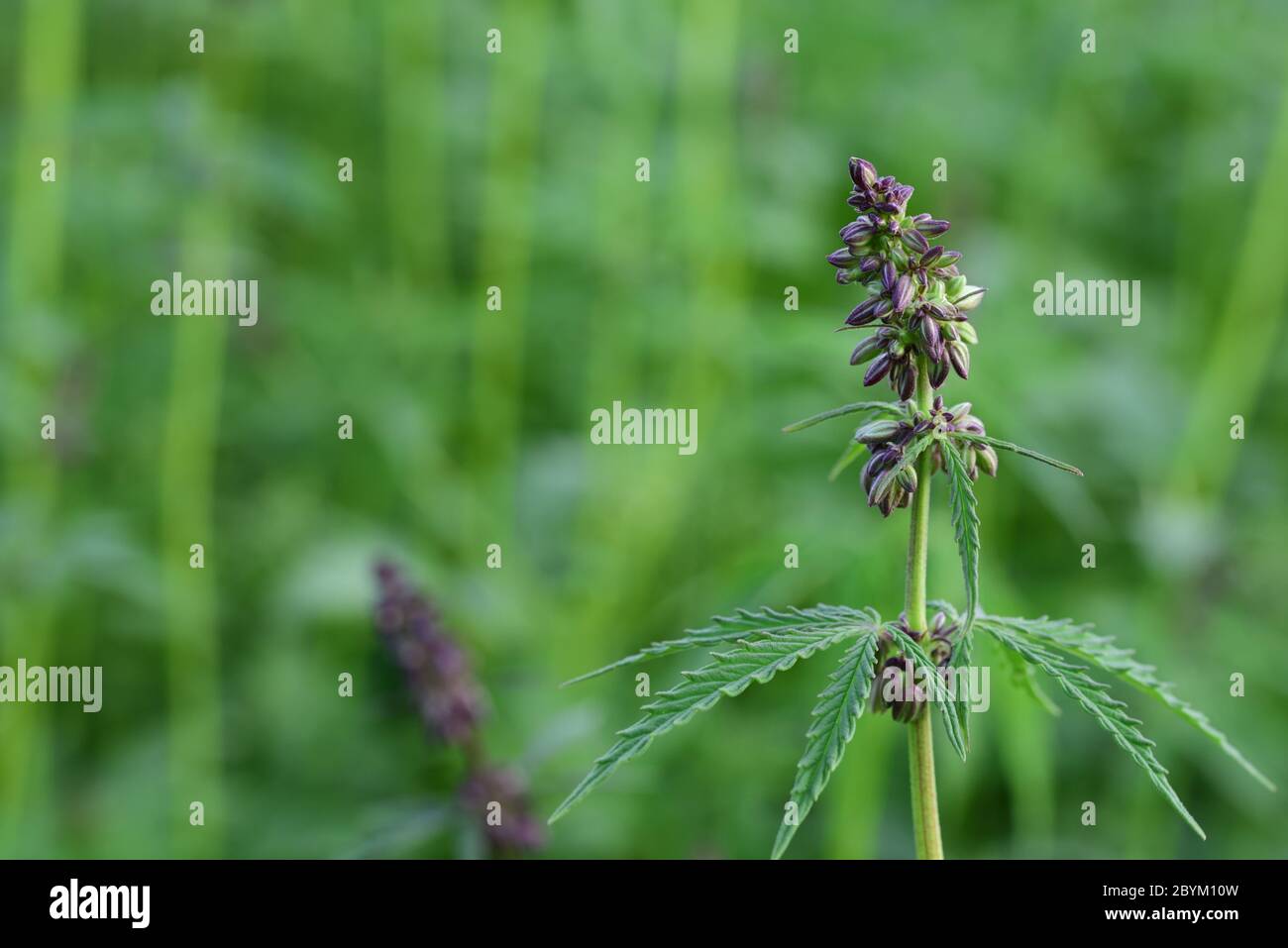 Hanf Pflanze Auf Einem Feld Stockfotos und bilder Kaufen Alamy