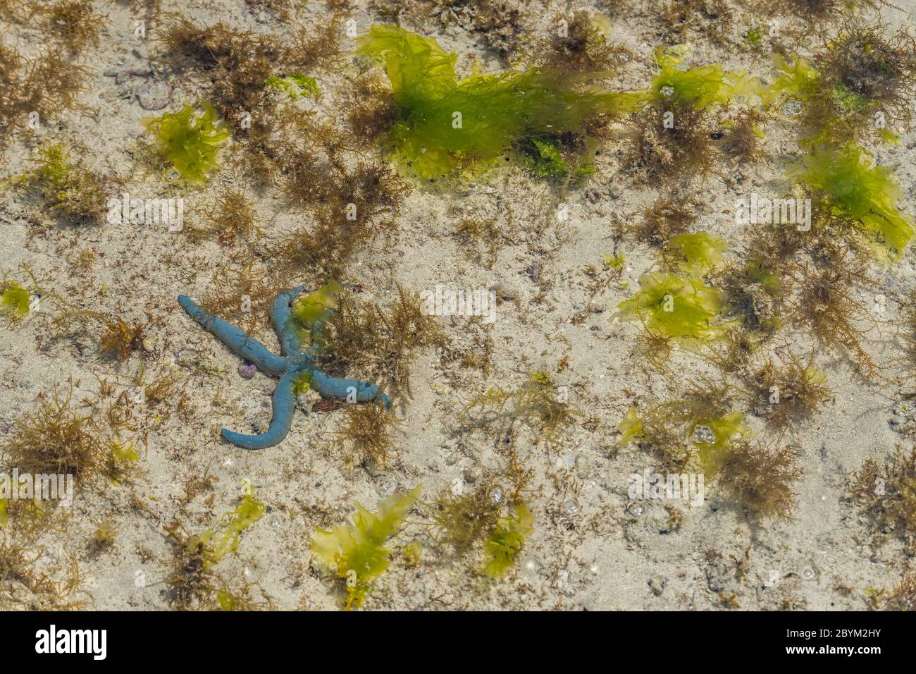 Farbenfroher afrikanischer Blauer Meeresstern bei Low Tide auf Wet Sand, Sansibar Island, Tansania, Copy Space Stockfoto