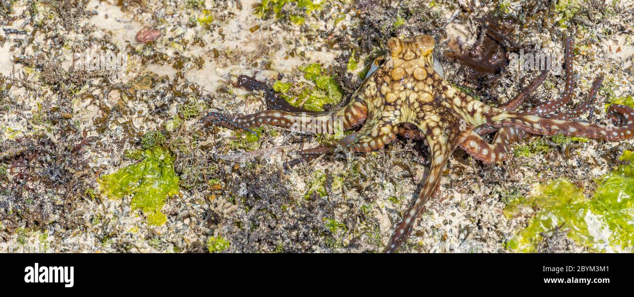 Ein bunter großer Krake klettert am Strand entlang. Alive Octopus gerade im Meer gefangen. Die Tentakeln breiteten sich in alle Richtungen aus. Panoramastrampffschnitt Stockfoto