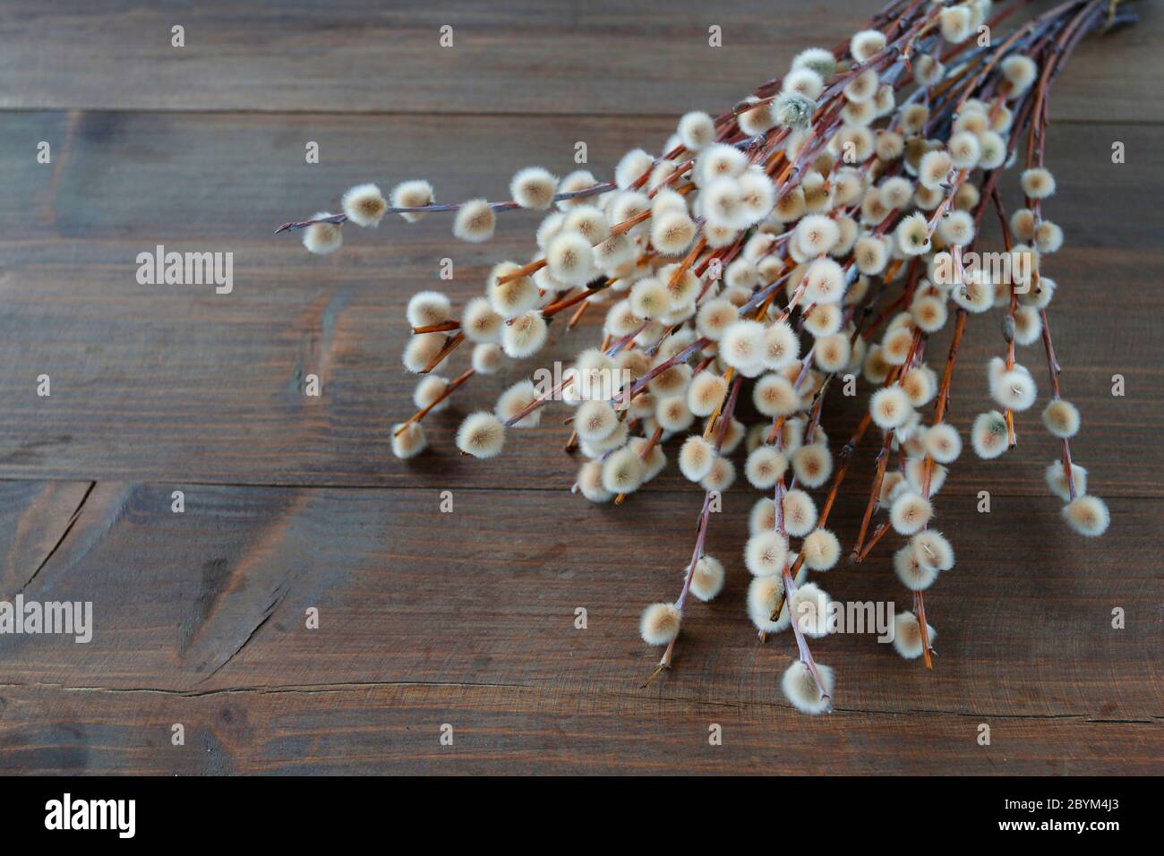 Haufen Kätzchen auf Holztisch, kopieren Raum. Stockfoto