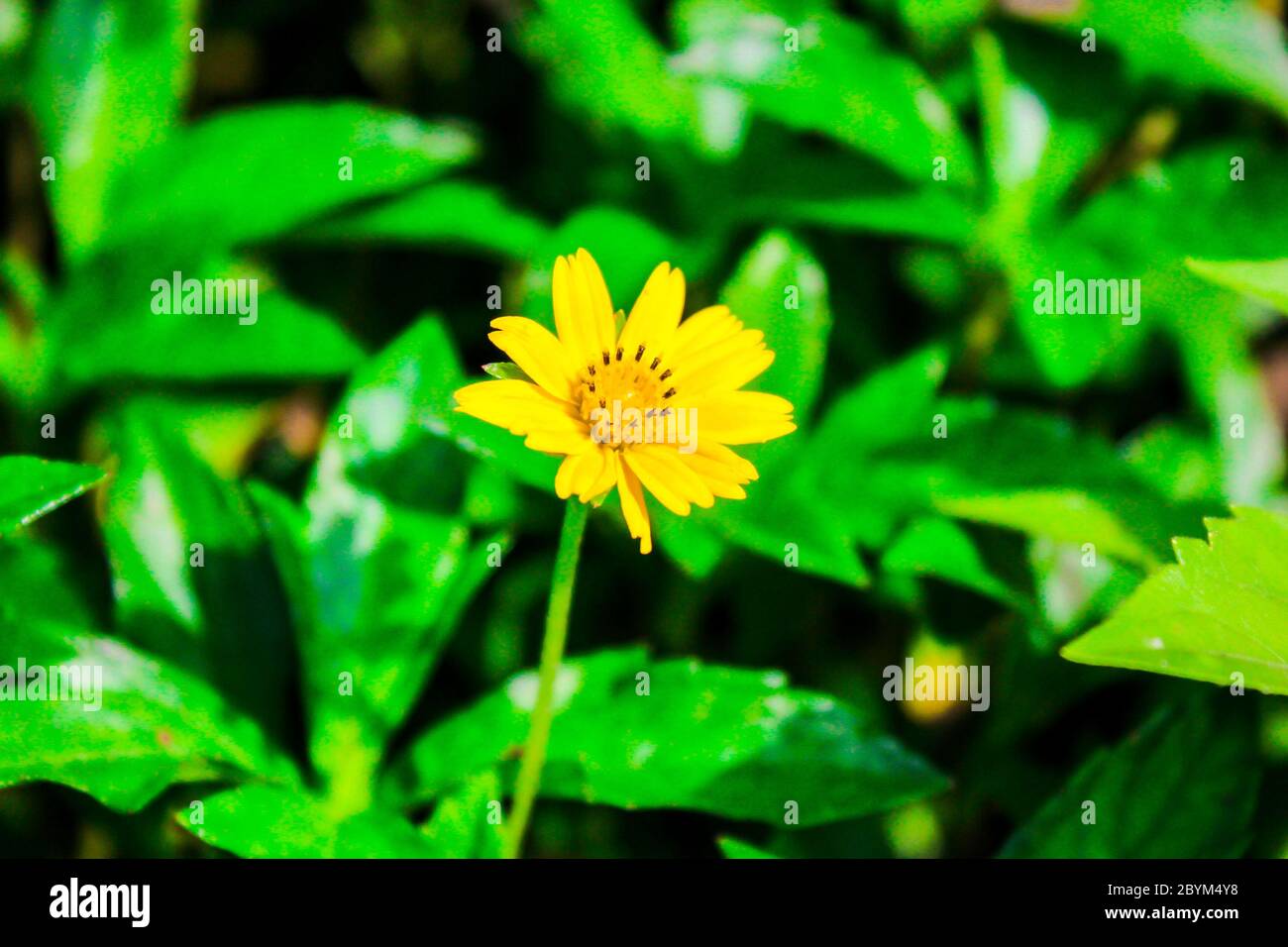 acmella oleracea. spilanthes acmella, Zahnschmerzpflanze, Parakresse, frische gelbe Blume Wegrand und grünes Blatt Stockfoto