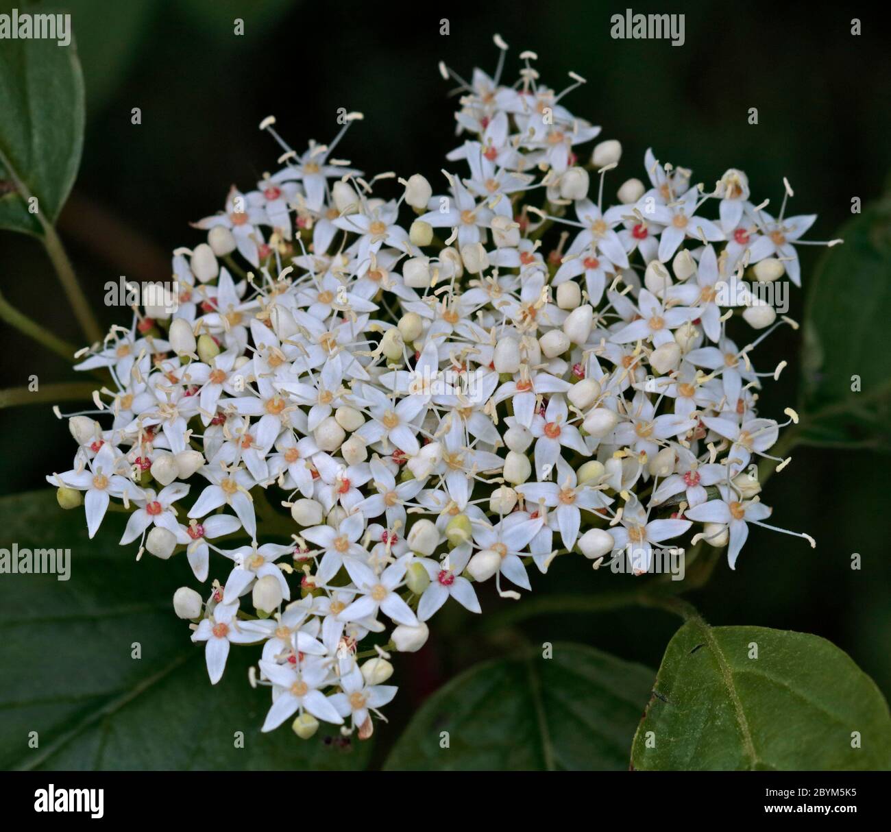 Gewöhnlicher Hundsbaum (Cornus sanguinea) Stockfoto