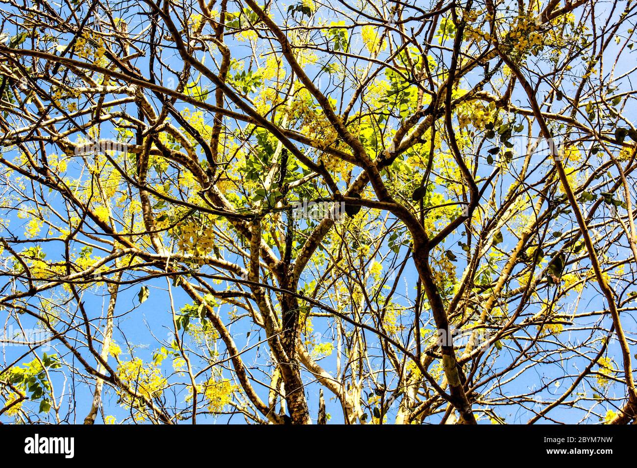Den oberen Zweig mit frischen grünen Blättern bedecken Stockfoto
