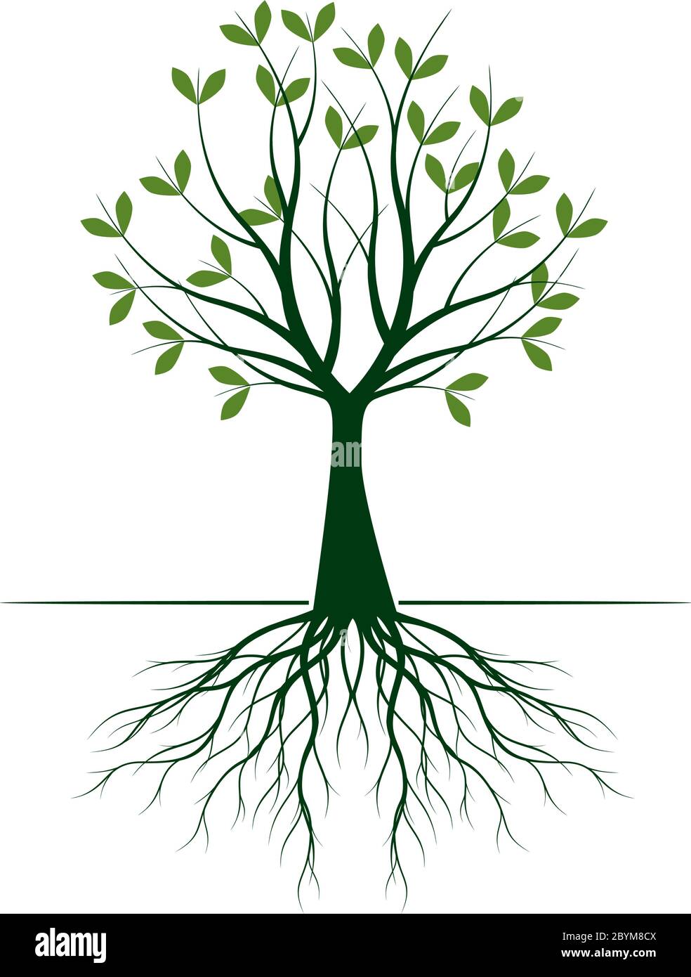 Grüner Baum mit Blättern und Wurzeln. Vektorgrafik. Pflanze im Garten. Stock Vektor