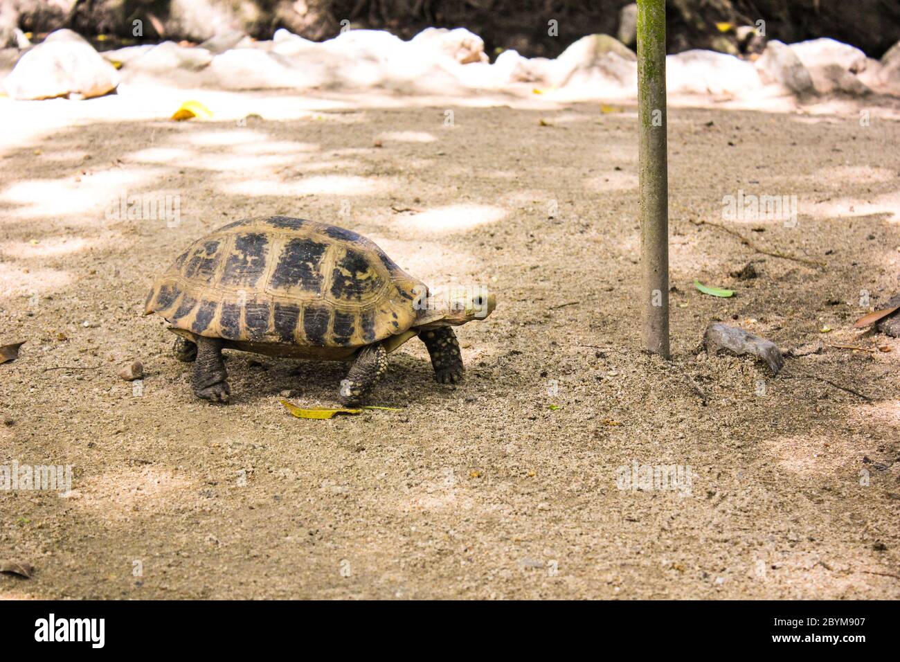 Portrait Schildkröte Spaziergang auf dem Boden Stockfoto