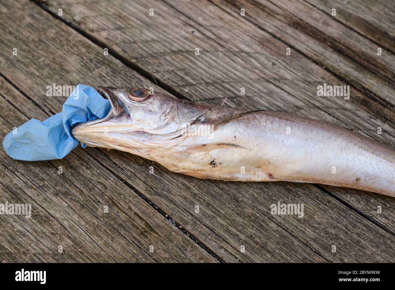 Isoliert Kabeljau Fisch tot Essen Kunststoff Entsorgung medizinische Handschuh Müll, Tier Ökosystem Verschmutzung nach covid Krankheit Stockfoto